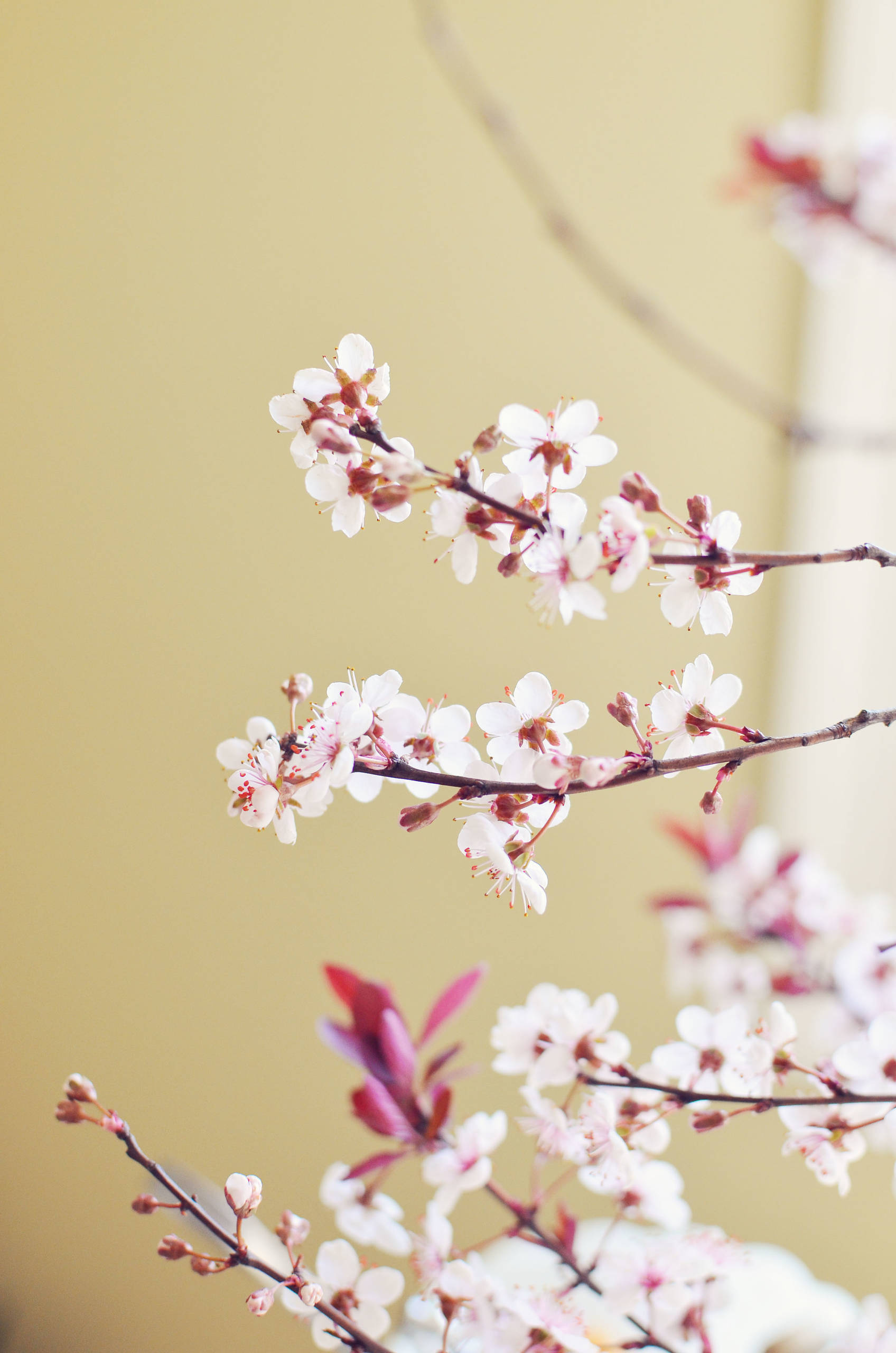 «Ленивый» календарь майских работ на участке