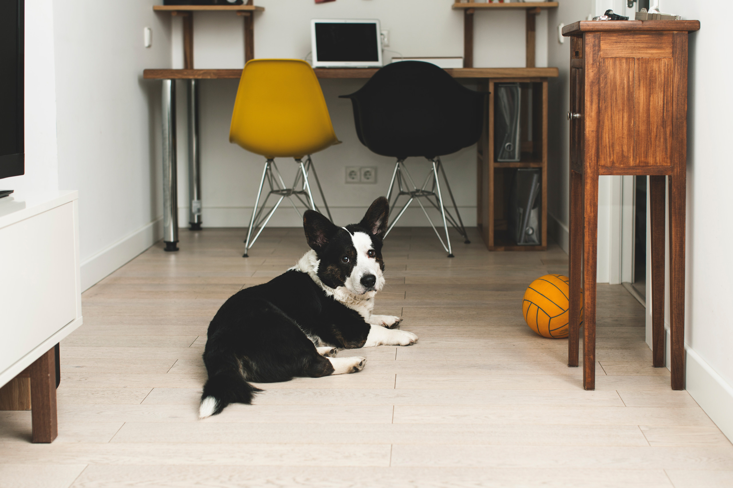 В гостях: Московская квартира со старинными часами и совами