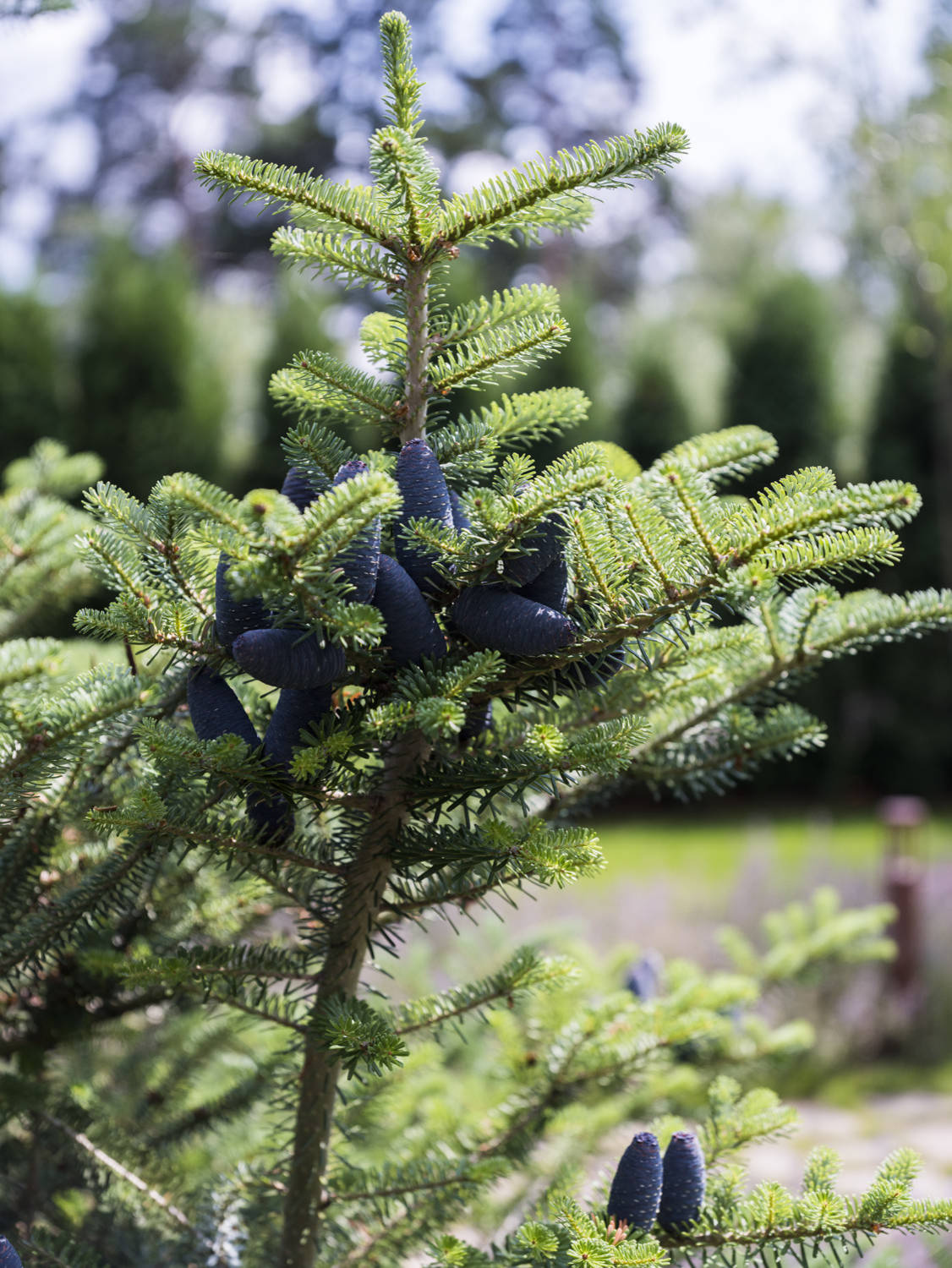 В гостях: Дом дизайнера — в старинном графском парке