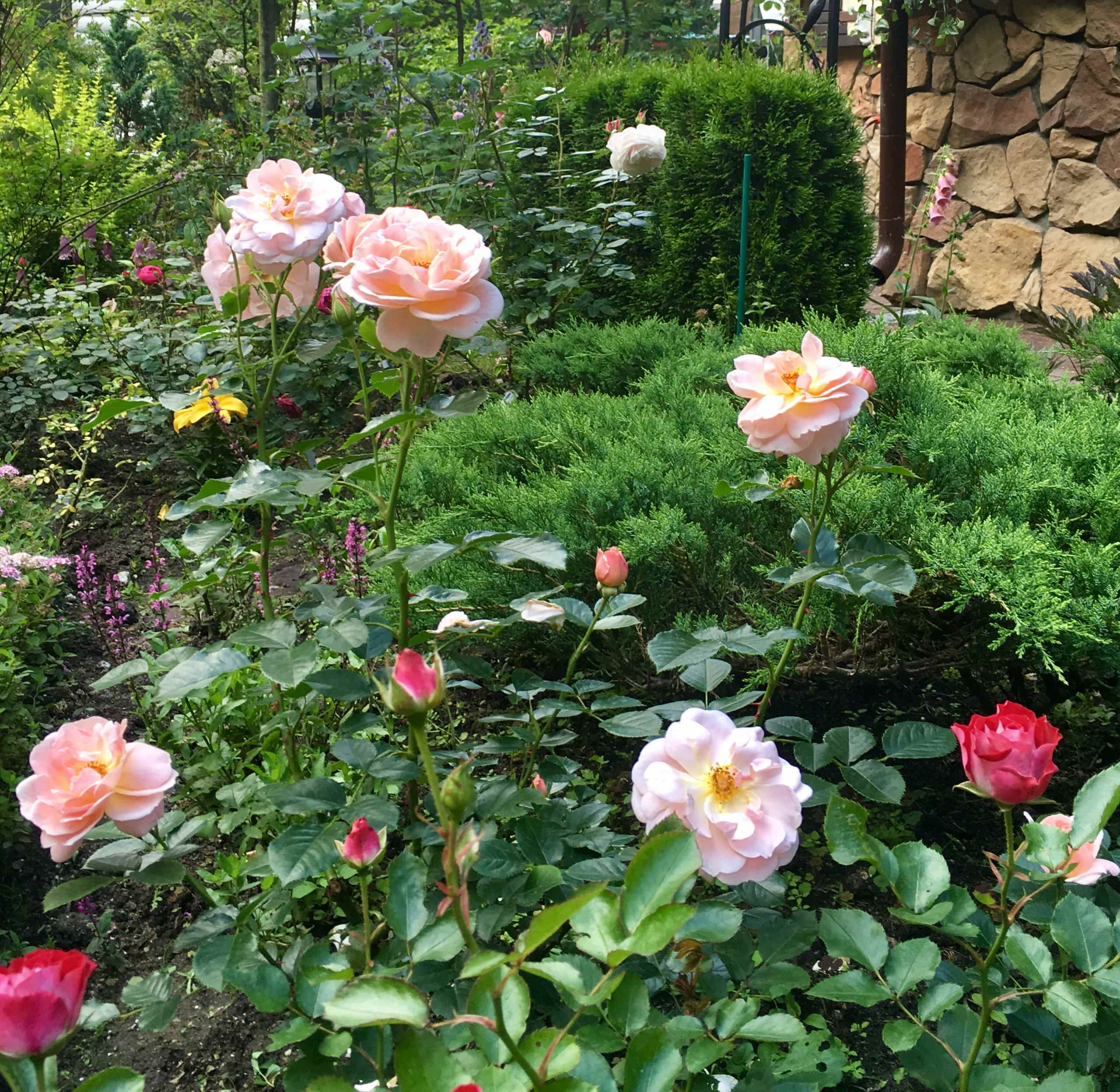 В гостях: Сад на 14 сотках, где живут круглый год