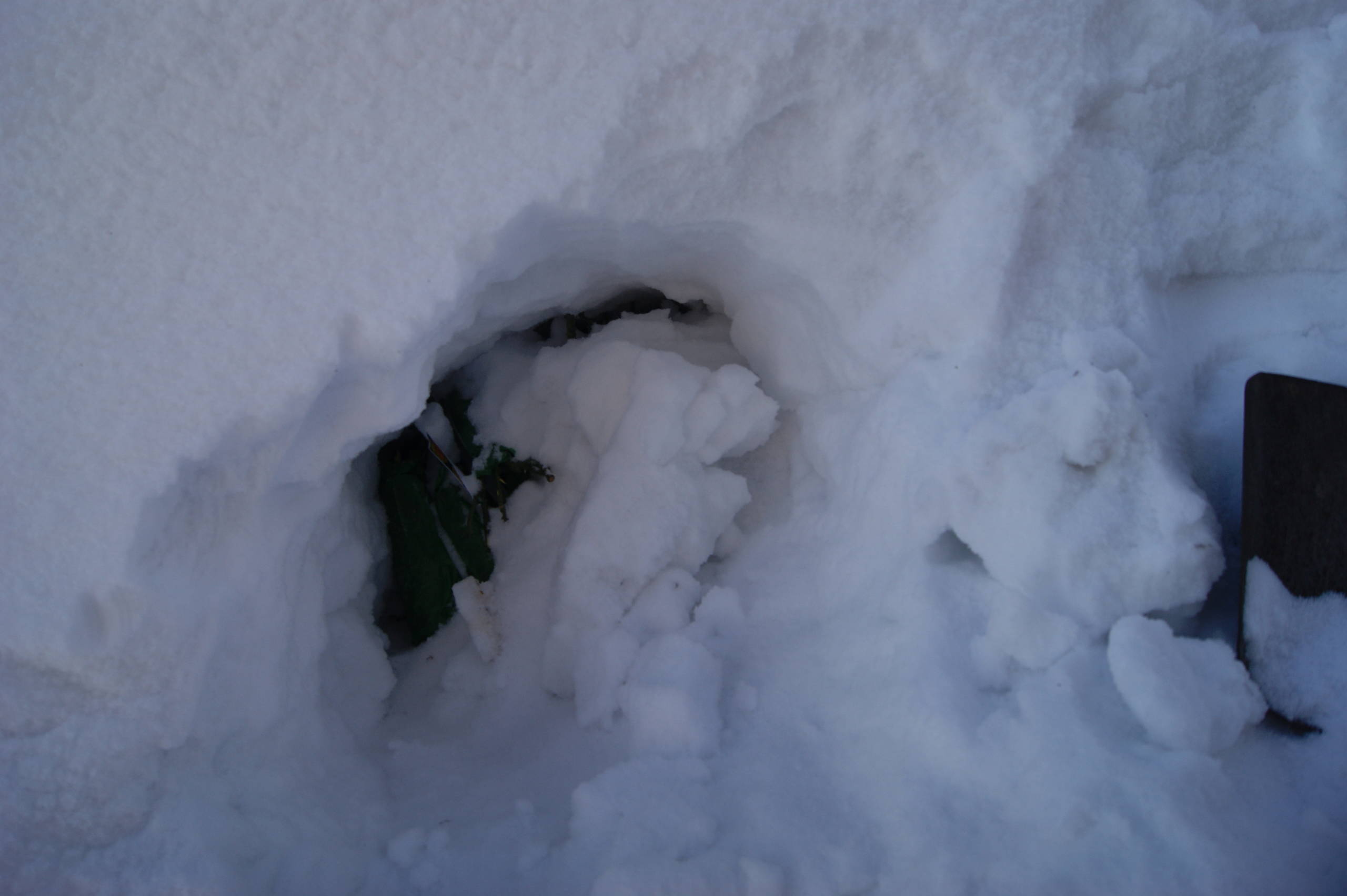 Как правильно: Сохранить саженцы роз до посадки