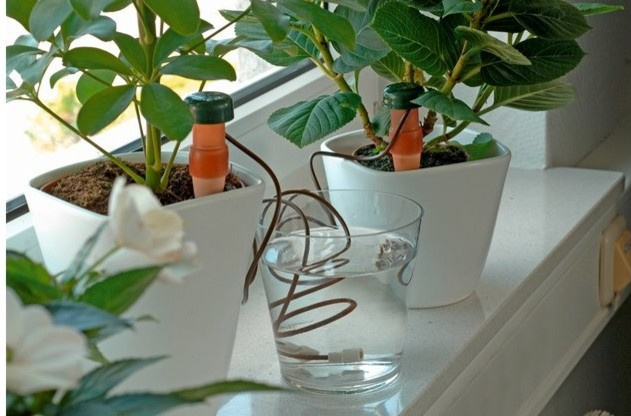 Четыре способа поливать цветы, когда вас нет дома