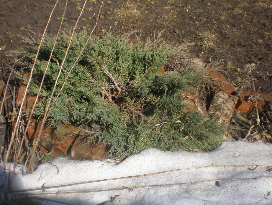 Как правильно: Провести генеральную уборку на садовом участке