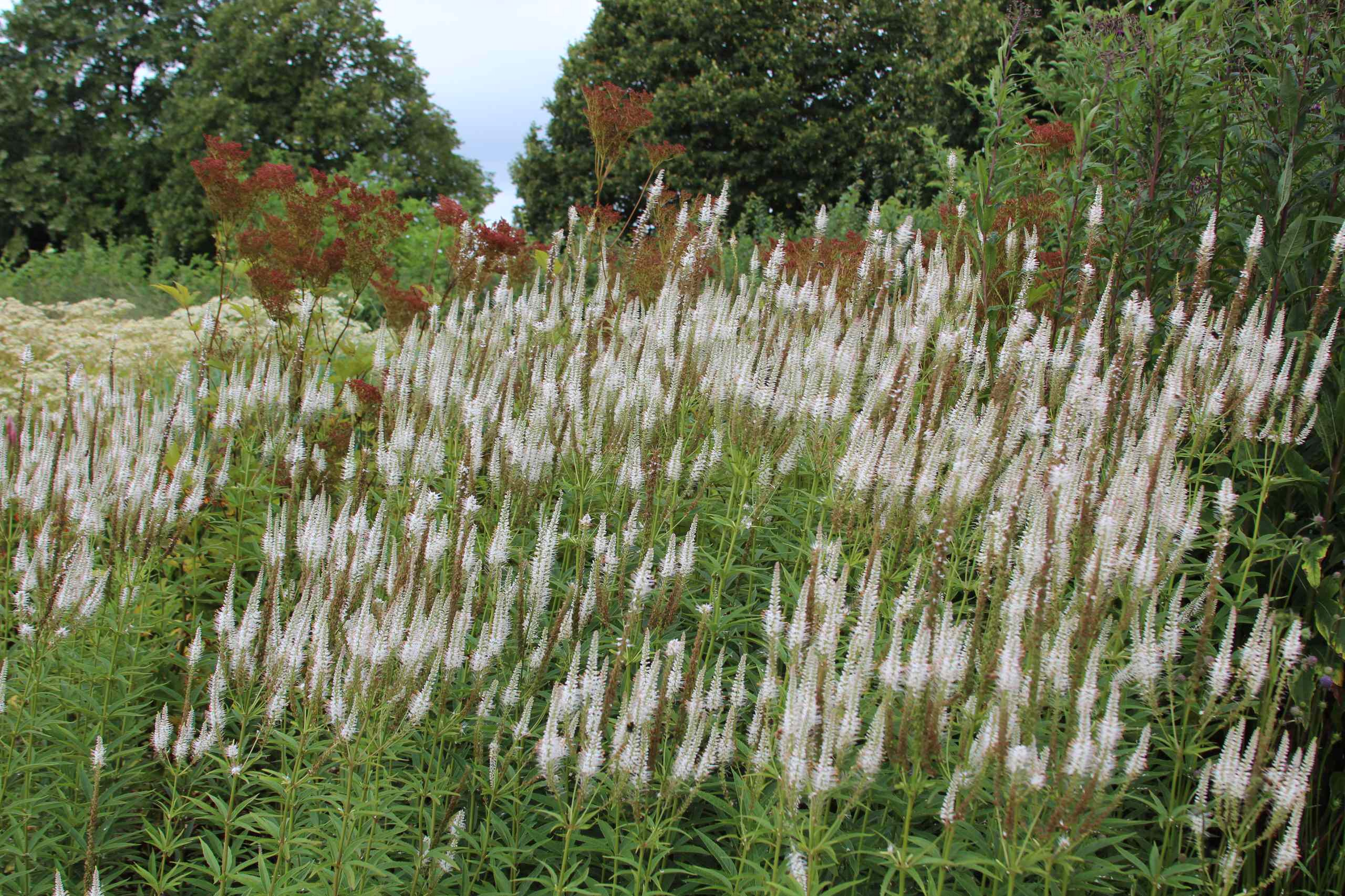 Зачем вам: Миксбордер с растениями в человеческий рост