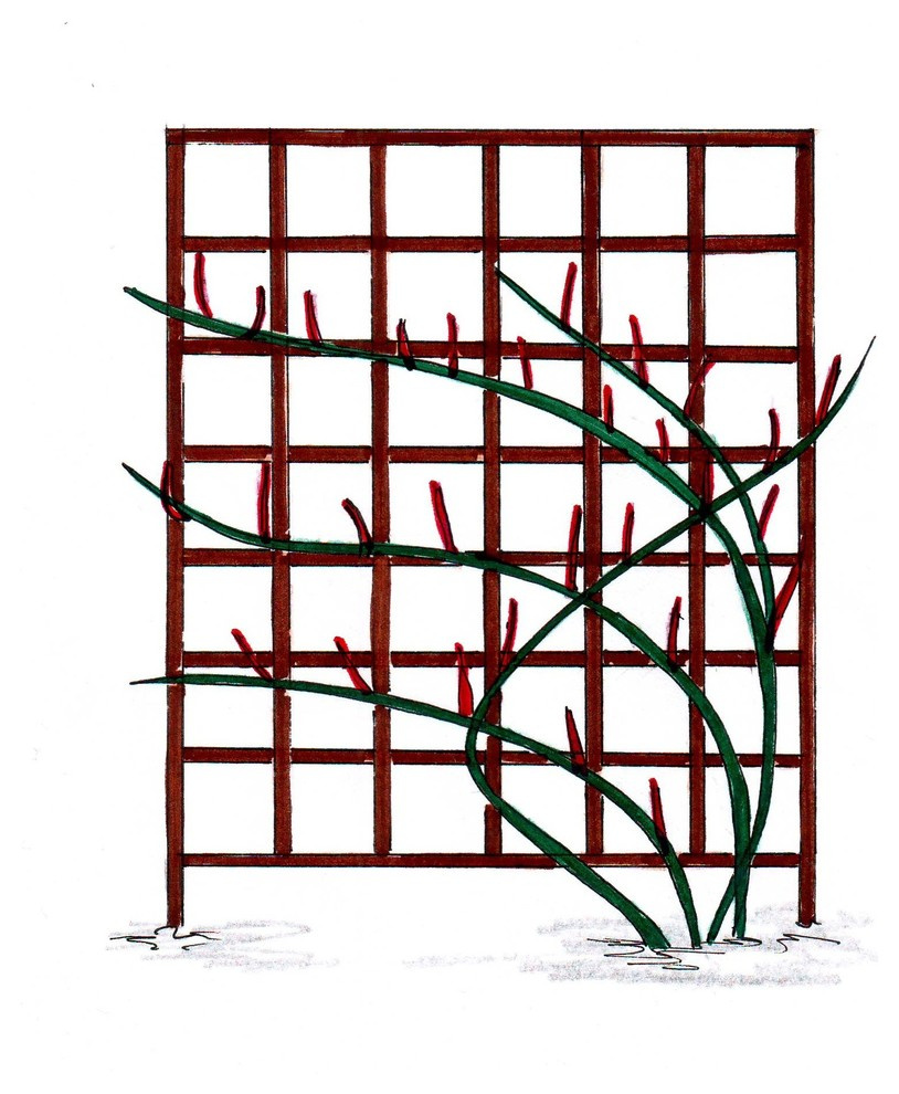 Как правильно: Обрезать садовые розы