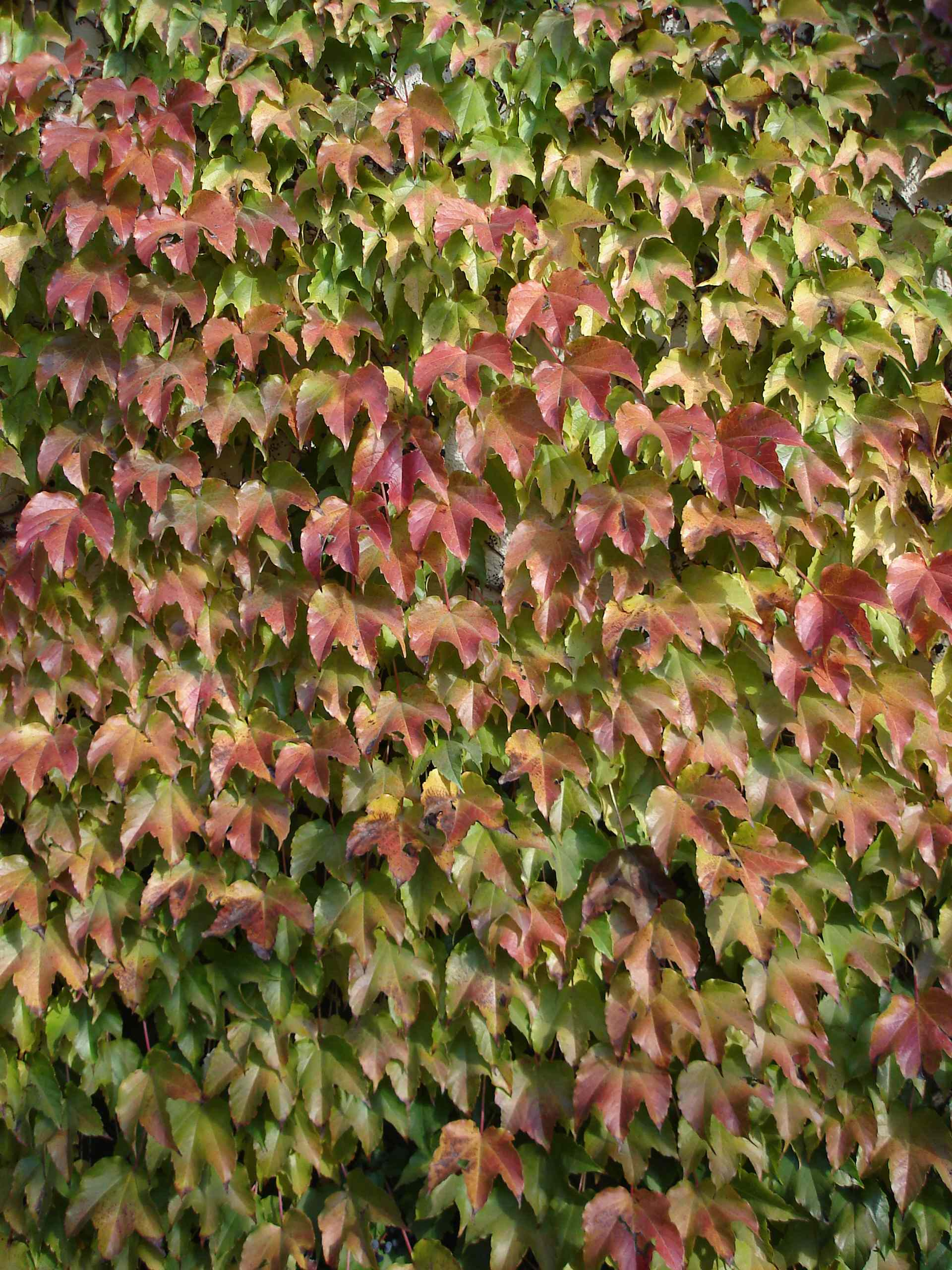 Вопрос: Есть ли альтернатива девичьему винограду на фасаде