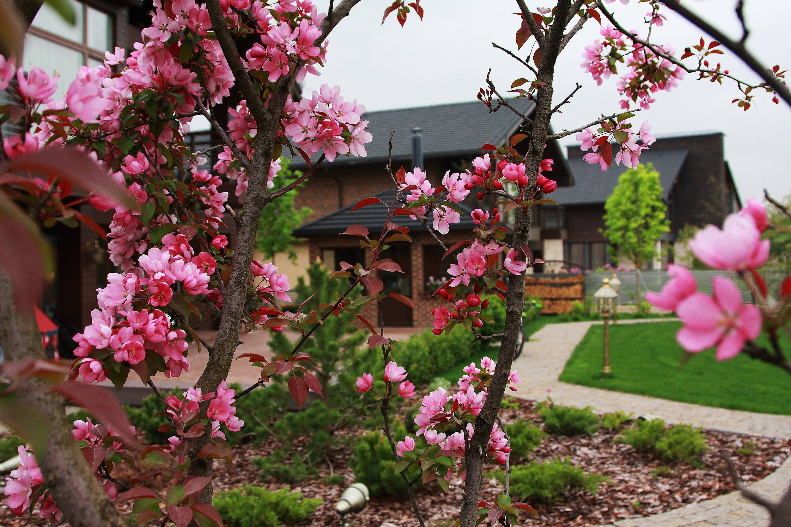 В гостях: Подмосковный сад со средиземноморским характером