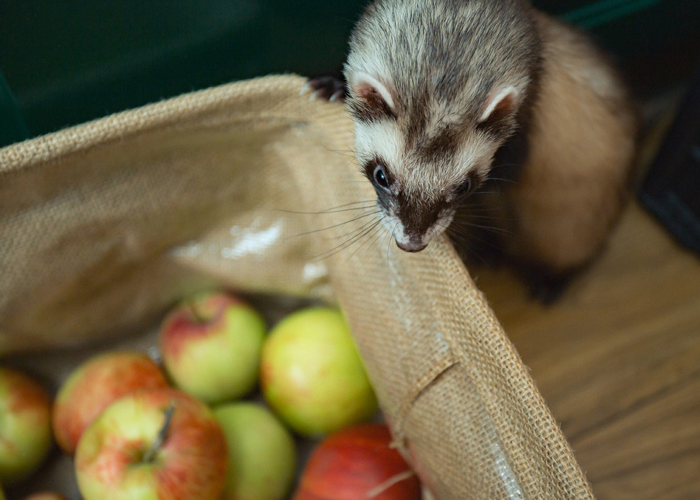 В гостях: «Сталинка» — двухуровневая и с мансардой