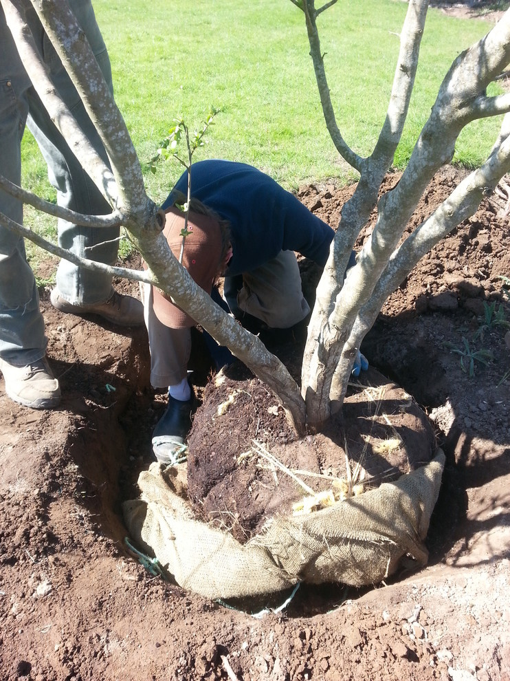 Как правильно: Пересадить взрослые деревья и кустарники