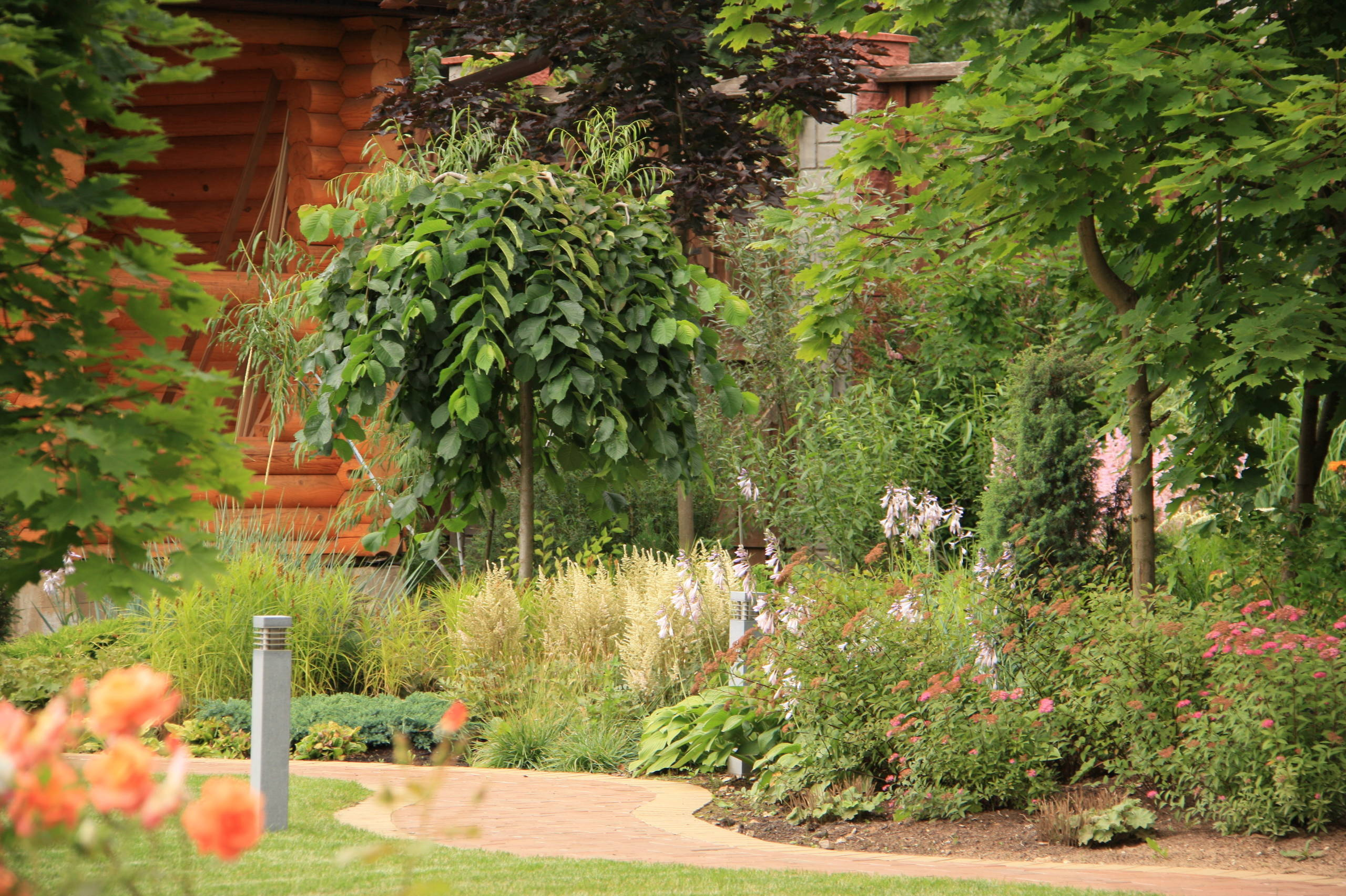 В закладки: Быстрорастущие деревья и кустарники