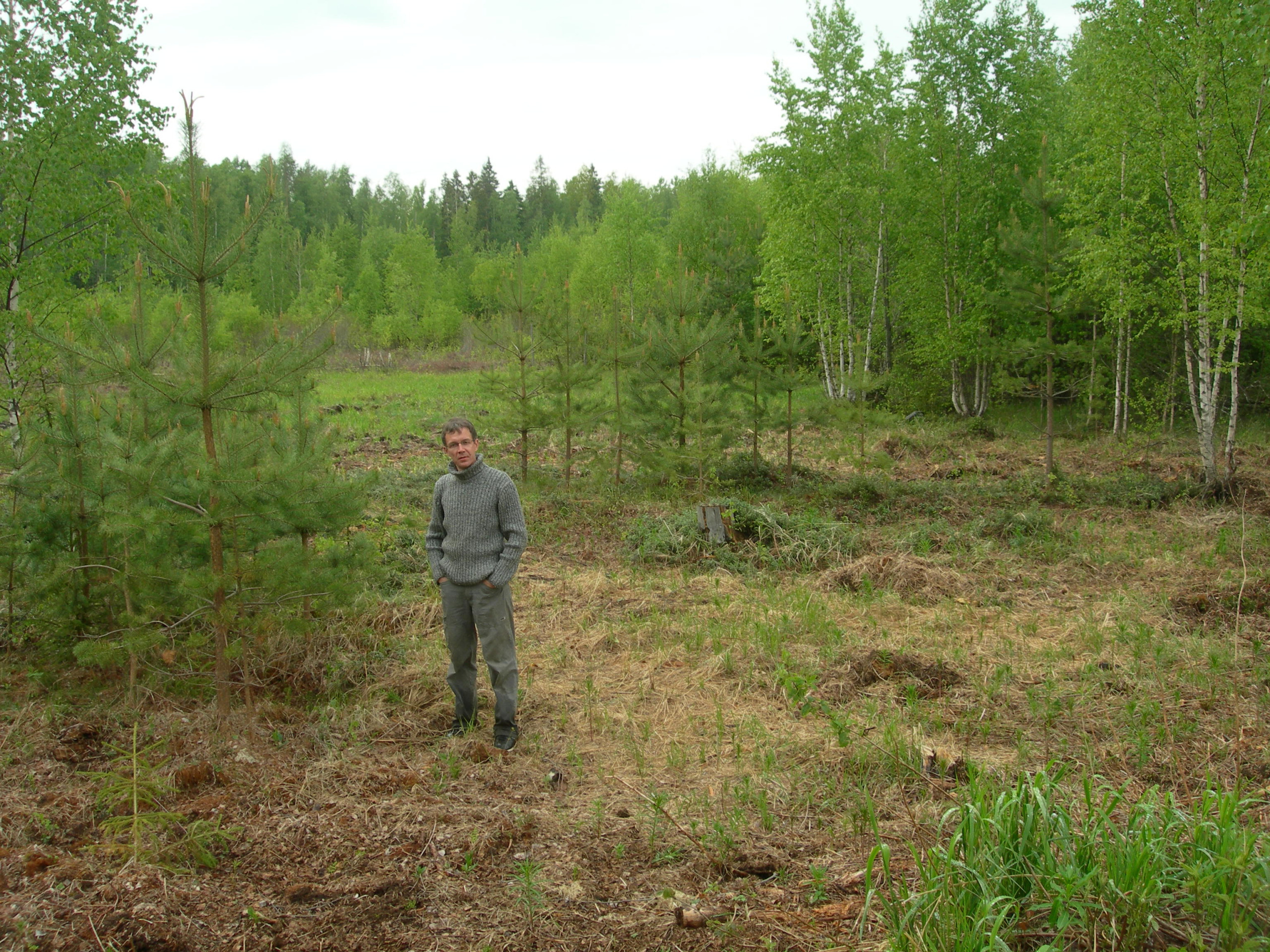 Личный опыт: Как я рубил гигантское дерево на участке
