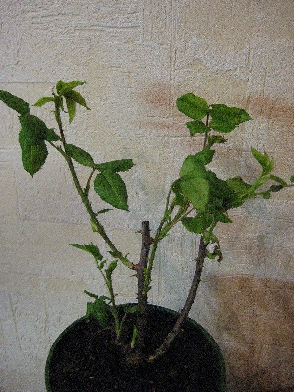 Как правильно: Сохранить саженцы роз до посадки