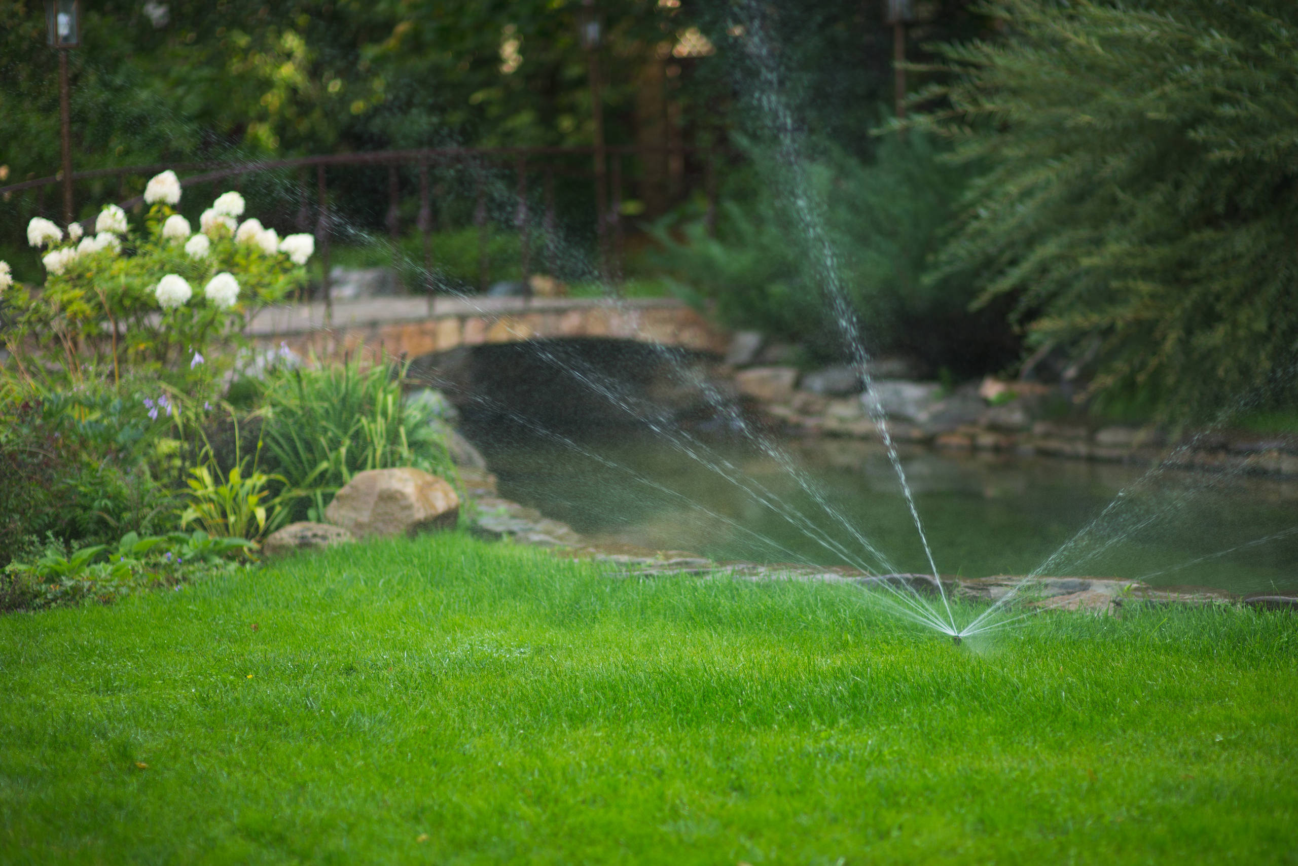 Принцип «изюм и тесто»: Как выбирать растения для сада