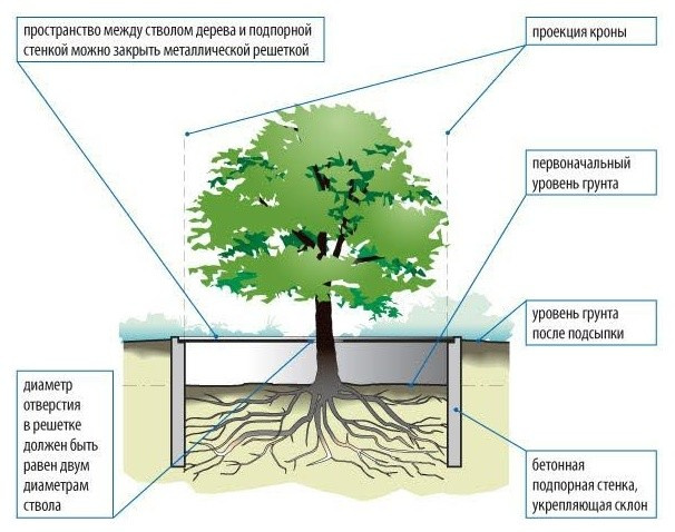 Хороший вопрос: Как спасти деревья на участке во время стройки дома