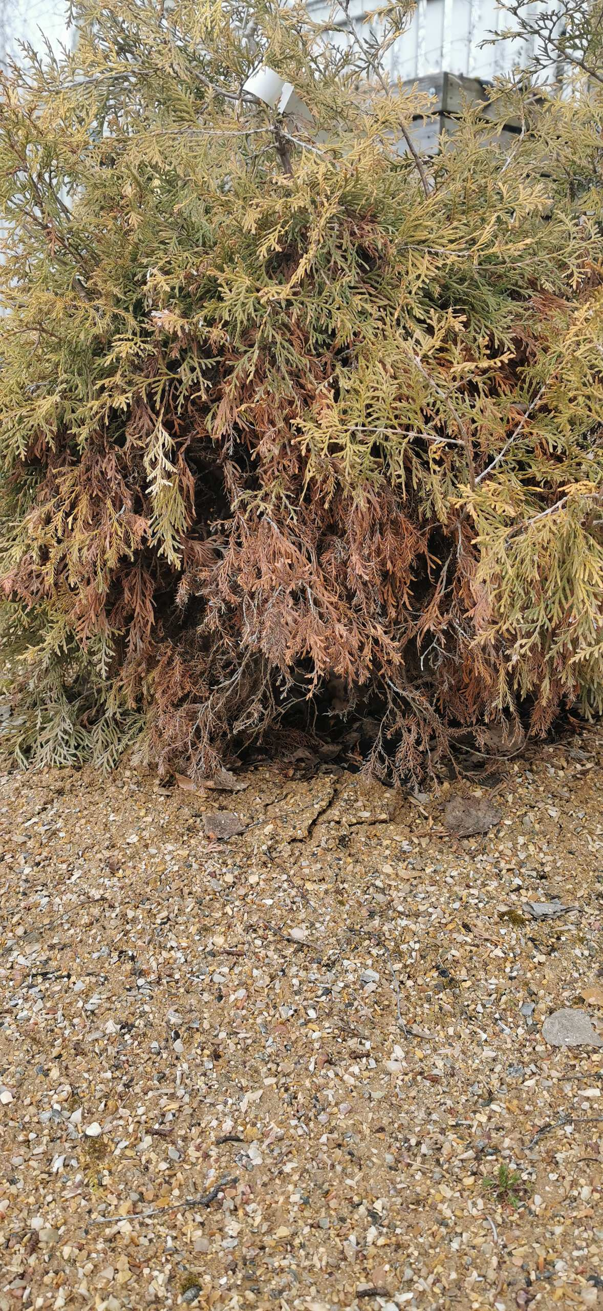 Как правильно: Реанимировать деревья и кусты весной