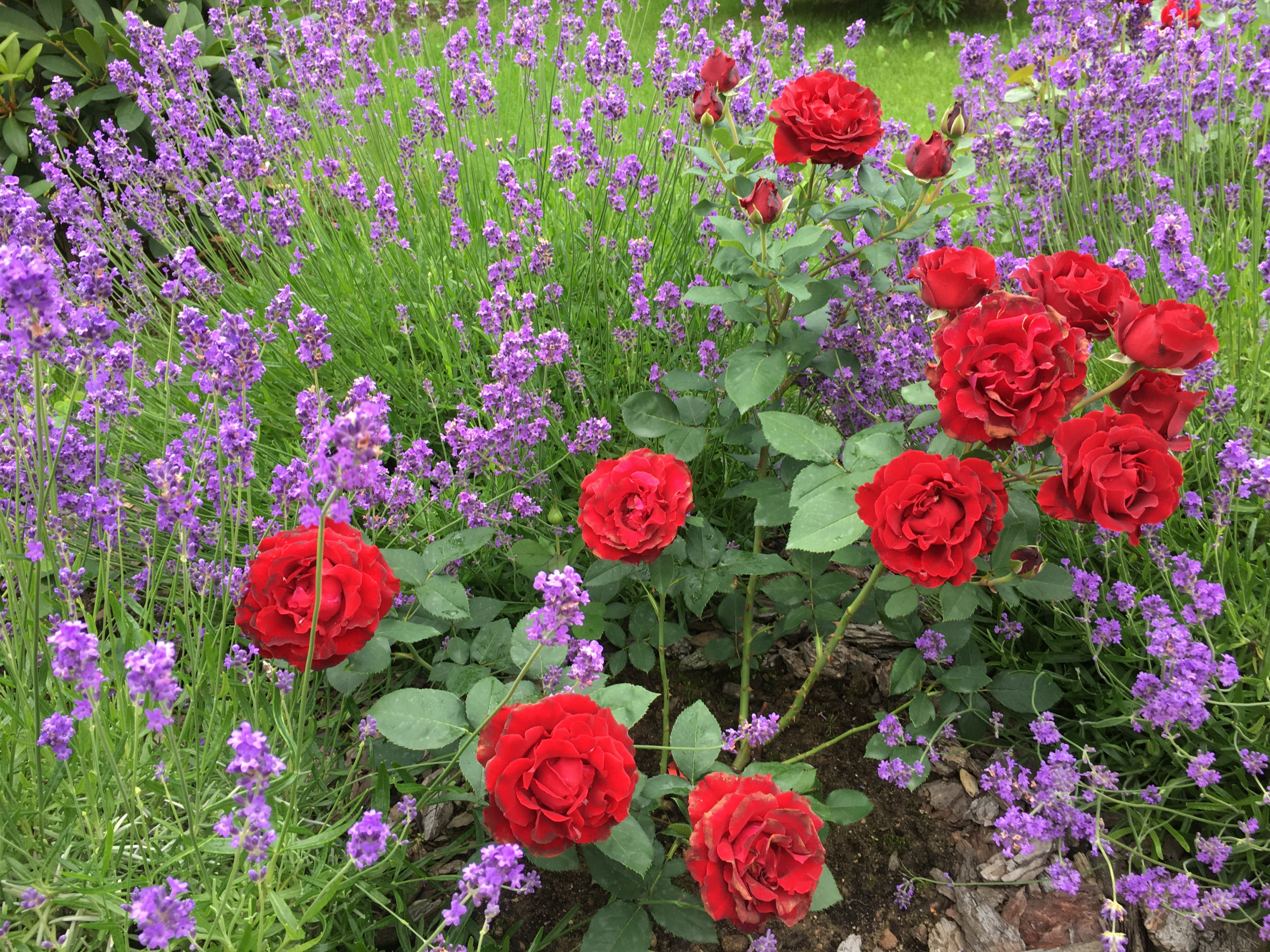 В гостях: Садик в подмосковных Рыбаках — как во Франции