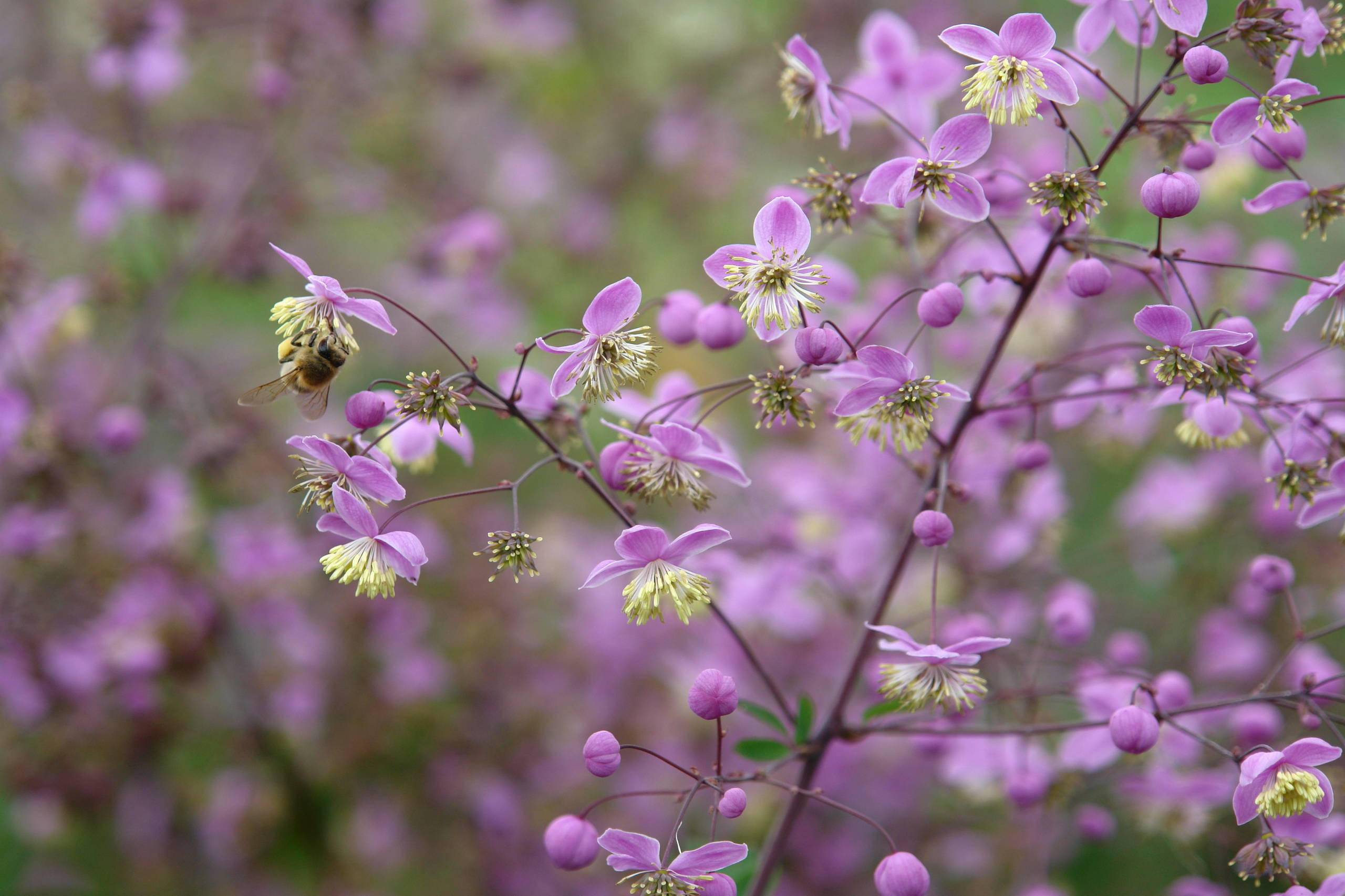 Зачем вам: Миксбордер с растениями в человеческий рост
