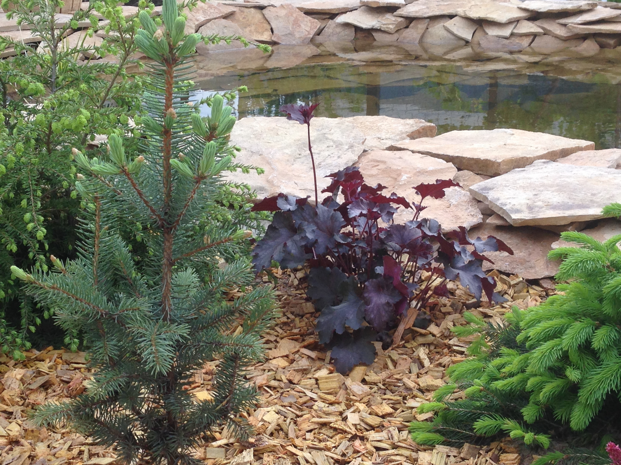 Houzz в саду: Дачный пруд в африканском стиле