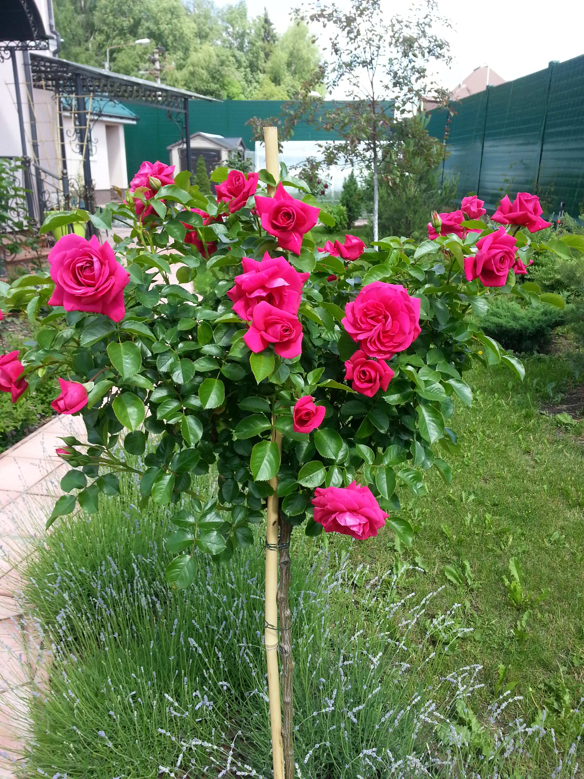 В гостях: Садик в подмосковных Рыбаках — как во Франции