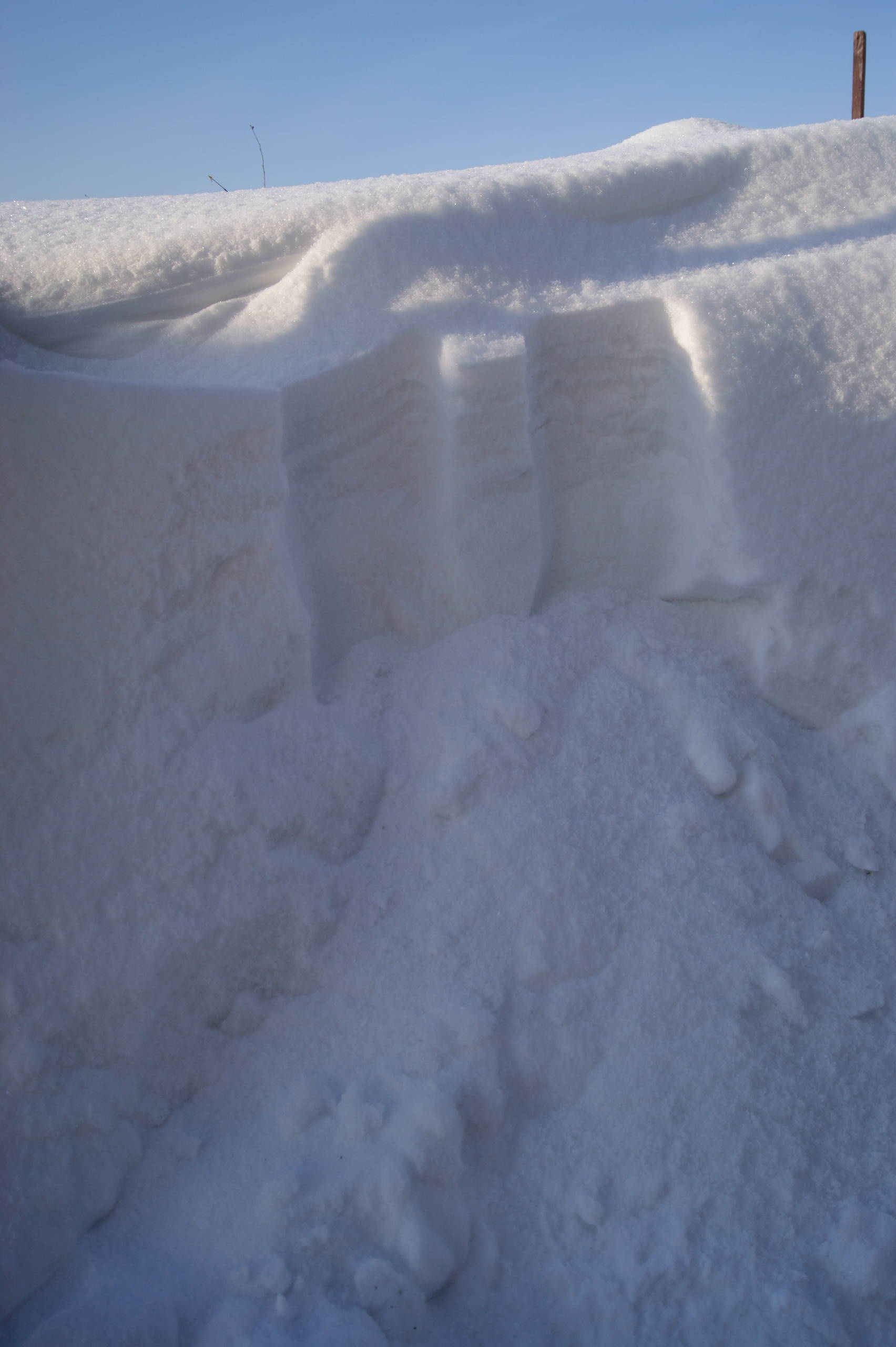 Как правильно: Сохранить саженцы роз до посадки