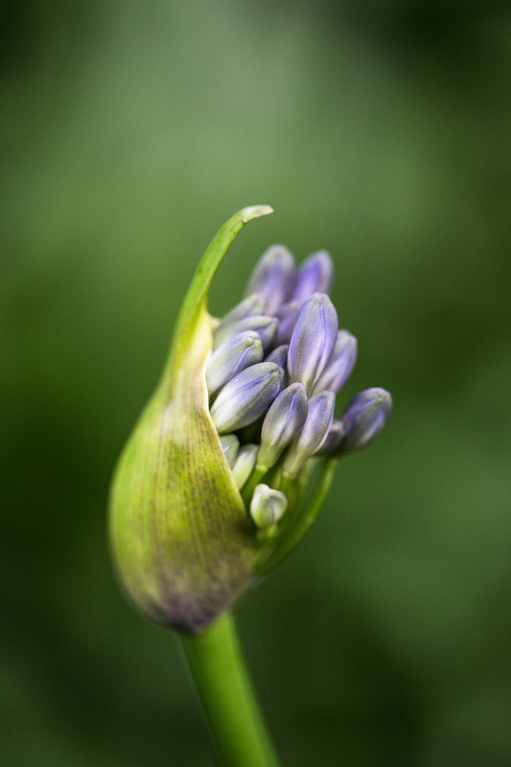 Проект недели: Сад русского дизайнера в нормандском Этретa