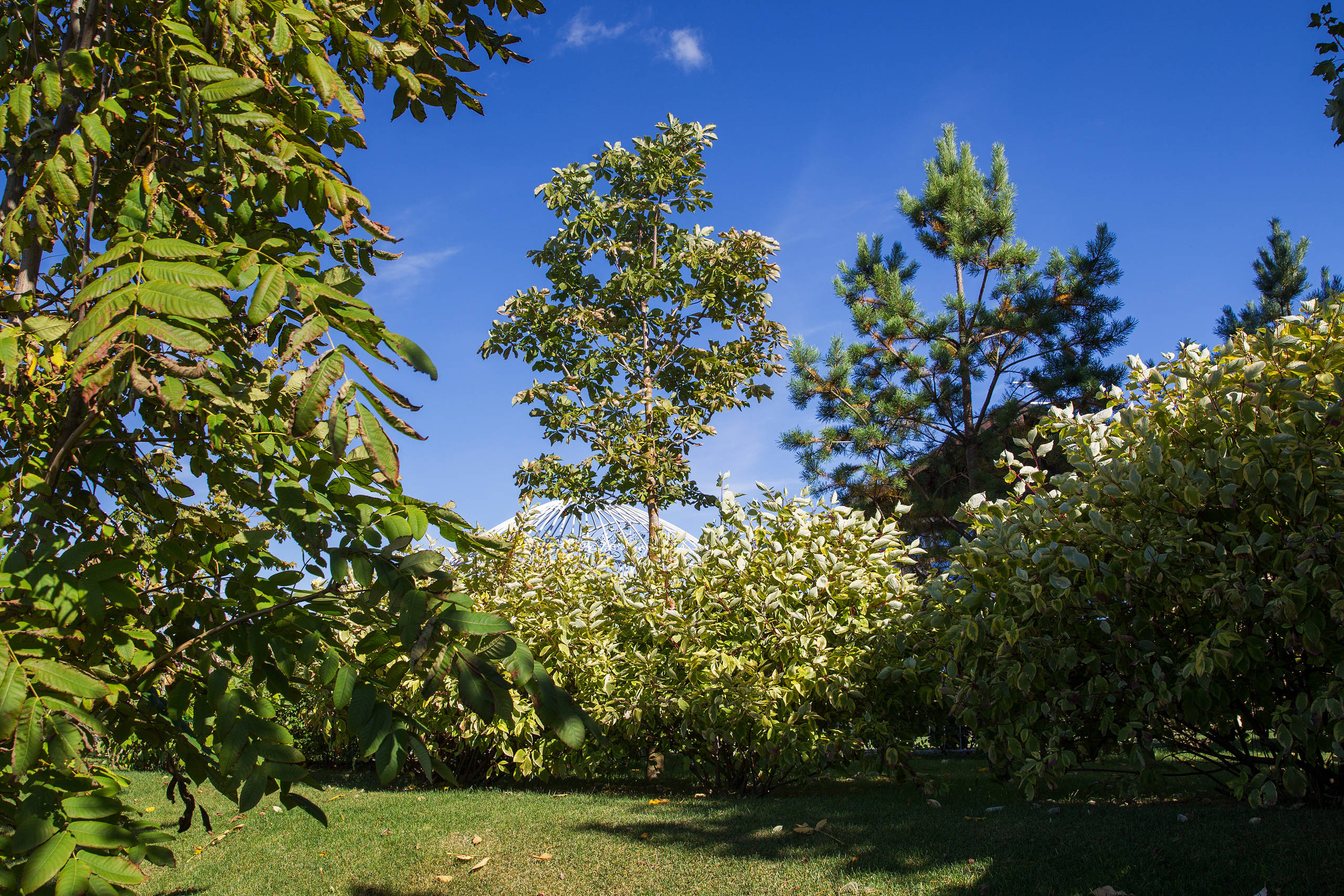 В гостях: Подмосковный сад со средиземноморским характером