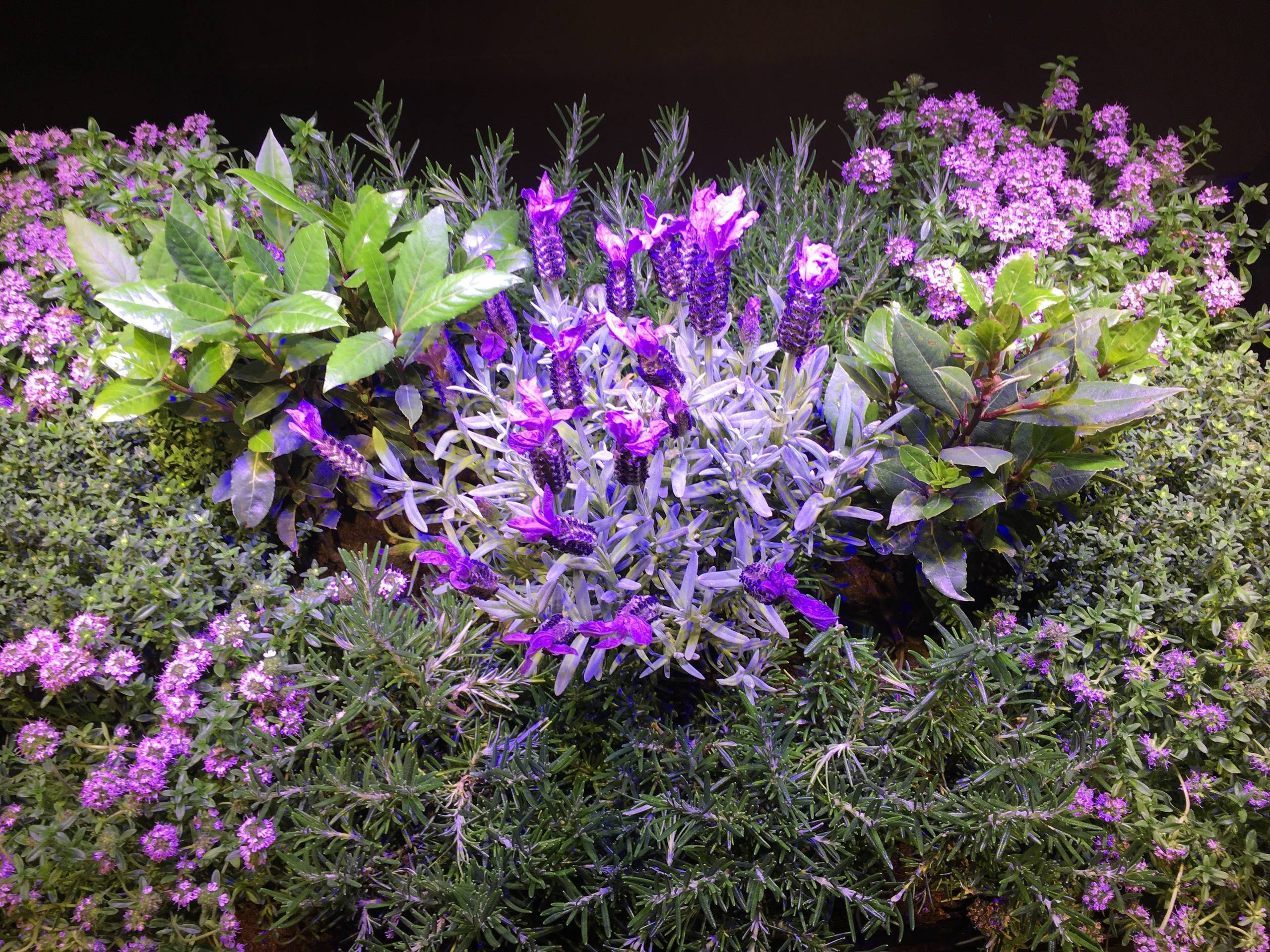 Микротренды: Мода на сад в интерьере. Внезапно иной