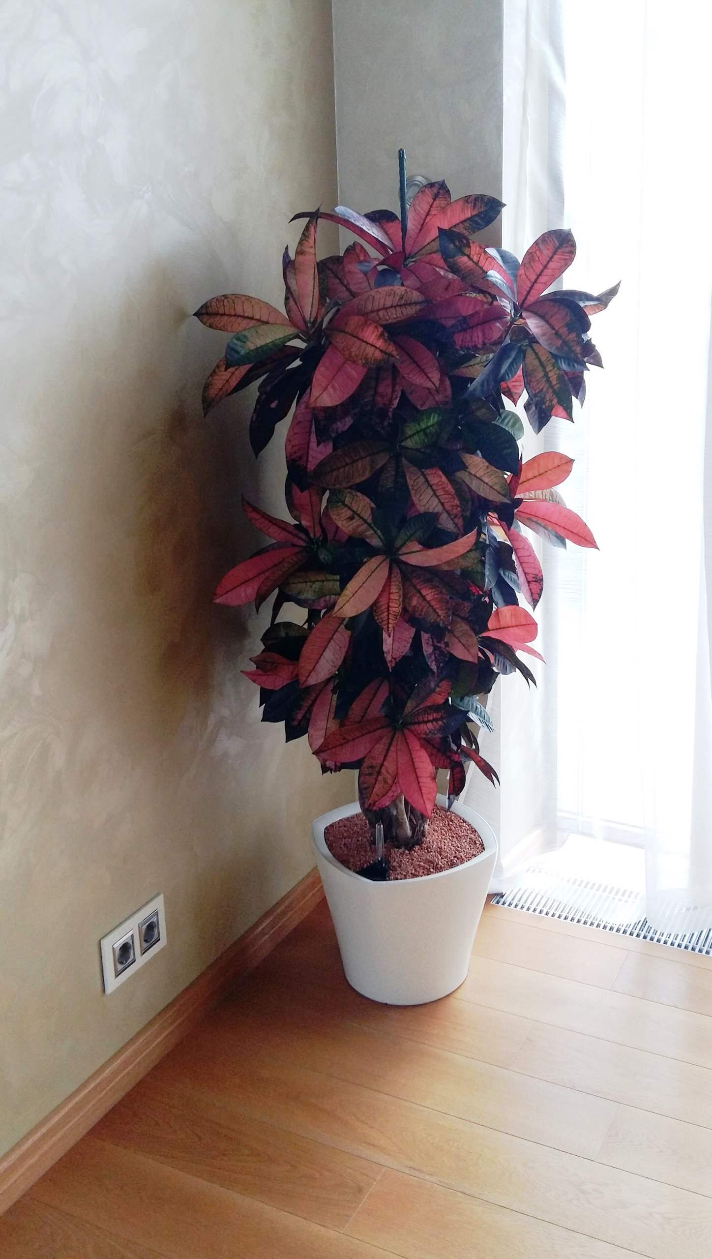 Вопрос: Чем заменить землю для растений в горшках