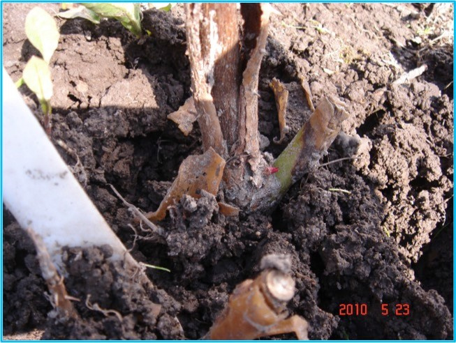 Личный опыт: Скорая помощь для роз