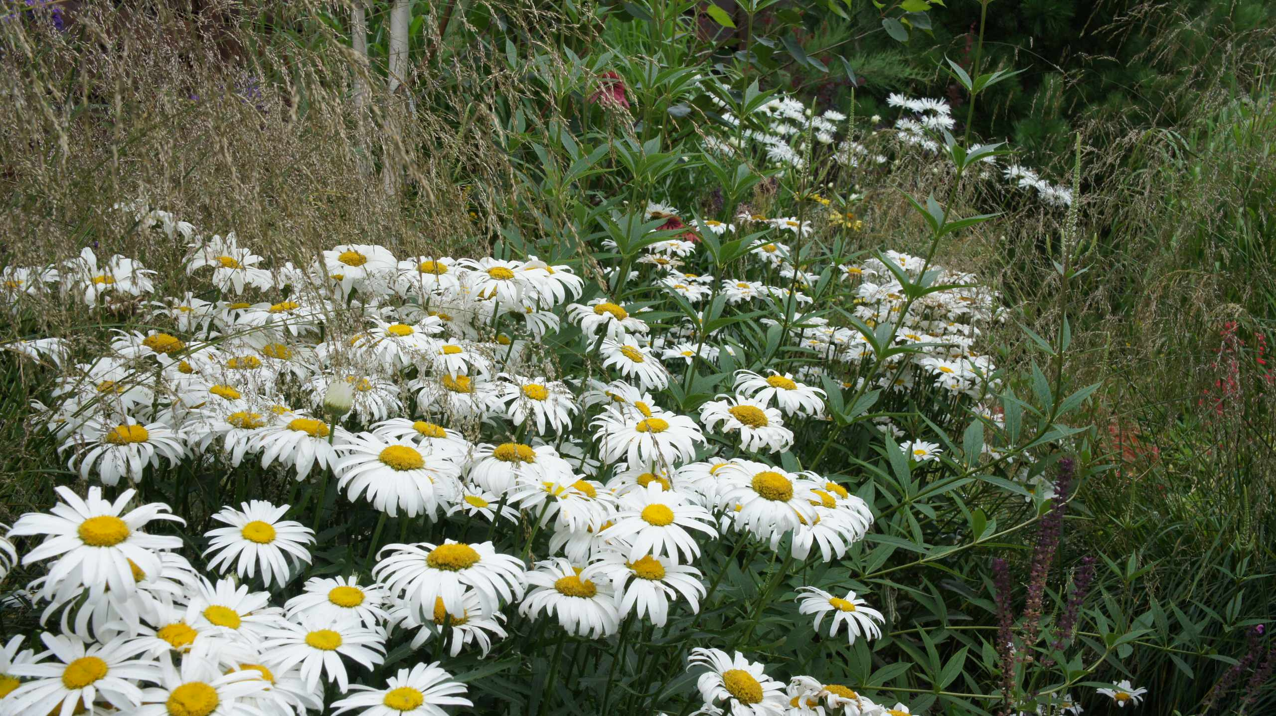 Сад недели: Весна в Подмосковье