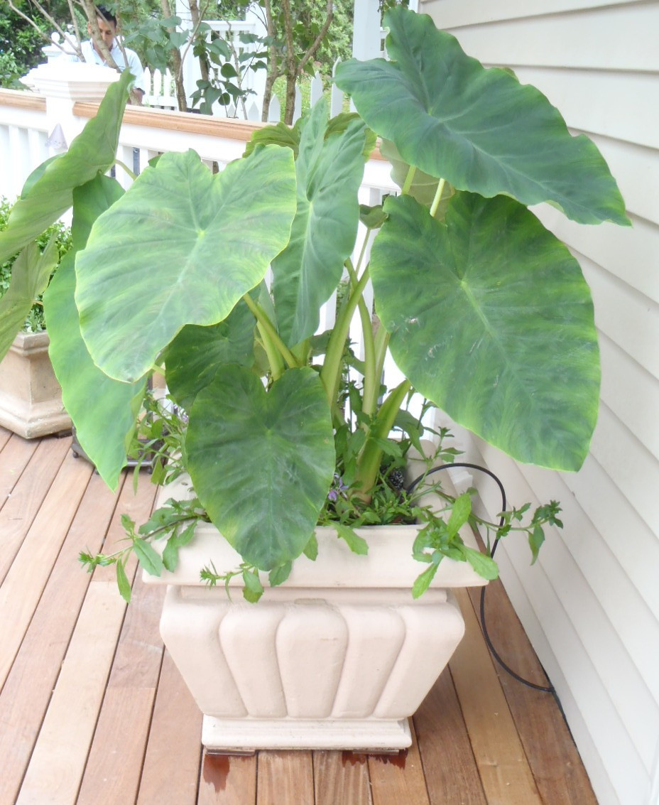 Зачем вам: Капельный полив на участке