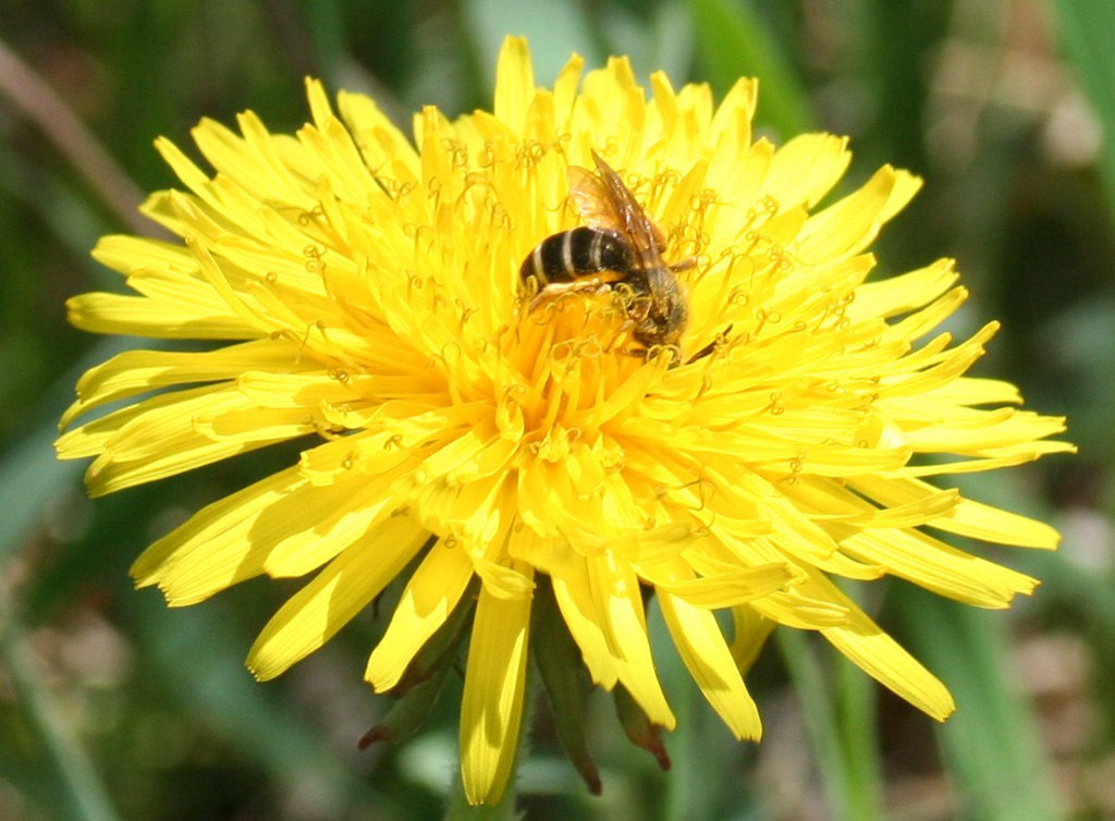 Как правильно: Делать зеленые смузи