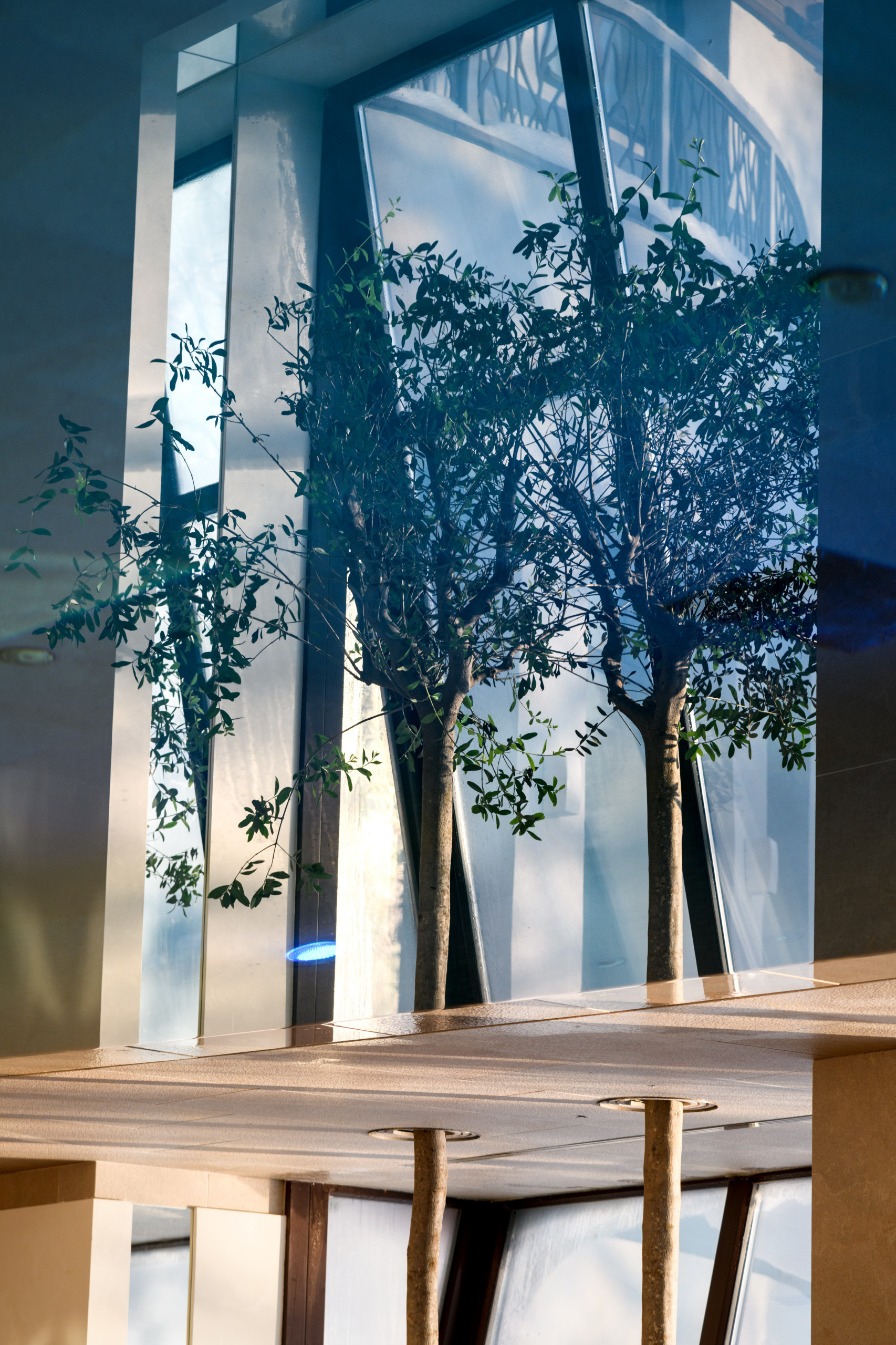 Личный опыт: Зачем я высаживала деревья внутри бассейна