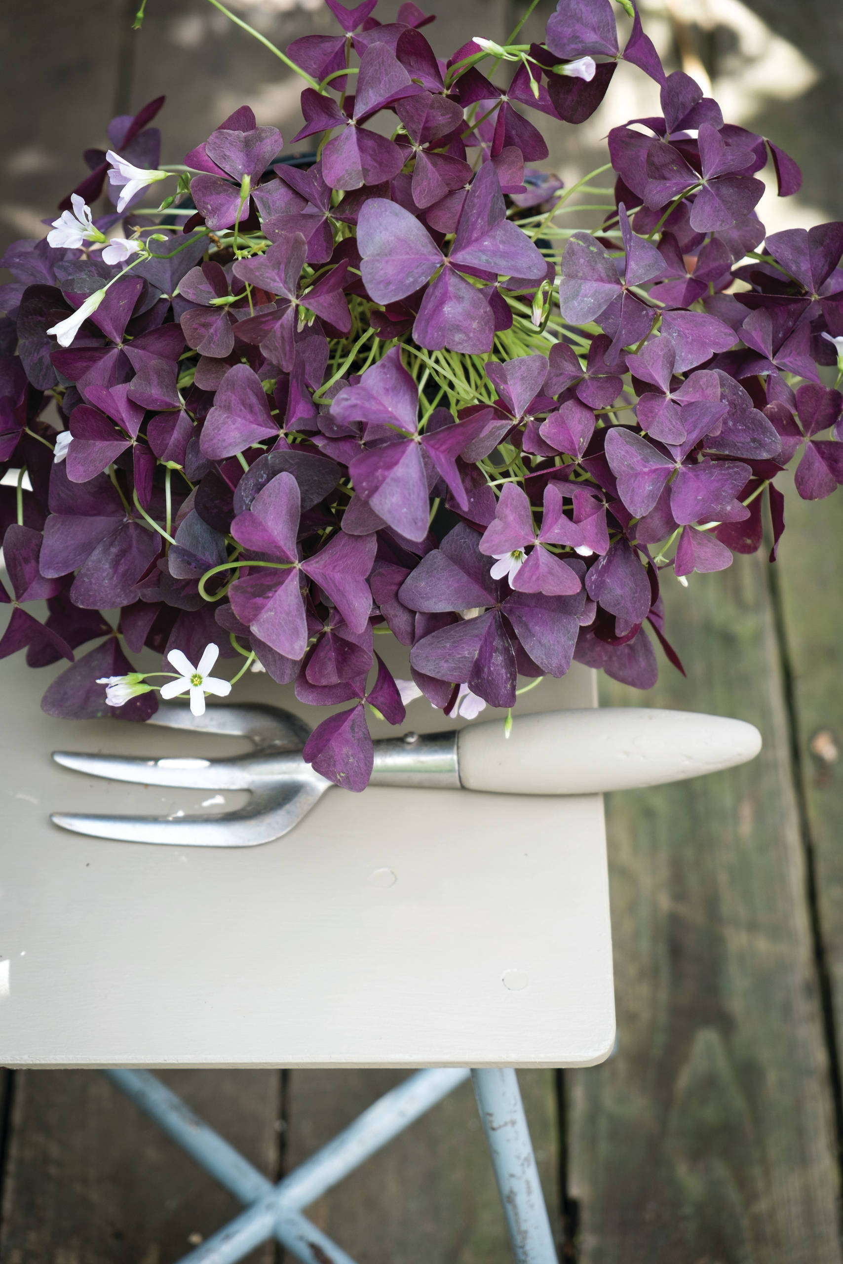 Хотите — верьте: Цветы, приносящие счастье и любовь в дом