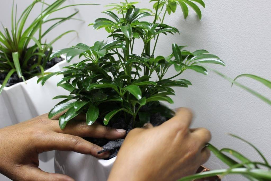 Пересадка комнатных растений: Что я делаю не так