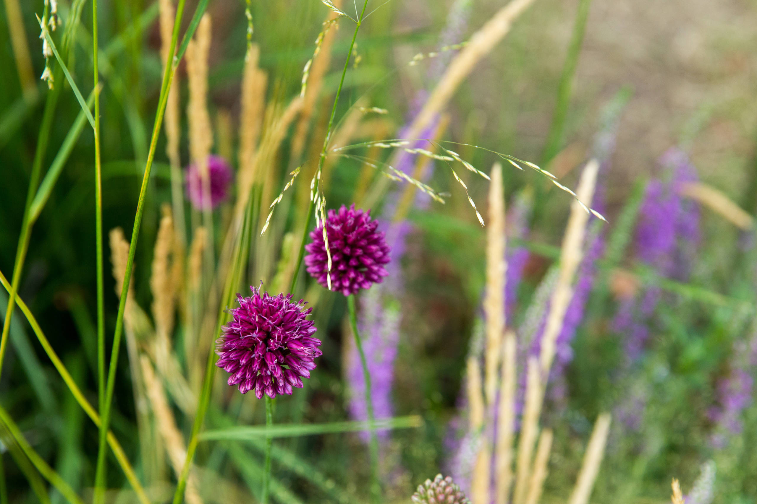 Проект недели: Английский сад о звуке, удивившем мир садоводства