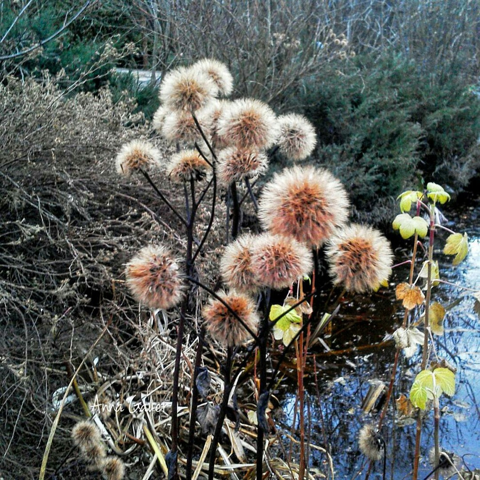 Тренд: Убирать миксбордеры по осени уже не модно