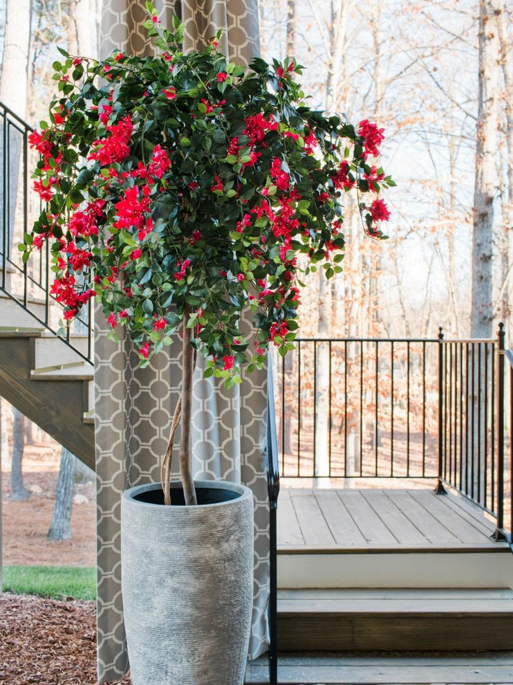 Денежное дерево: Топ-10 комнатных растений для богатства