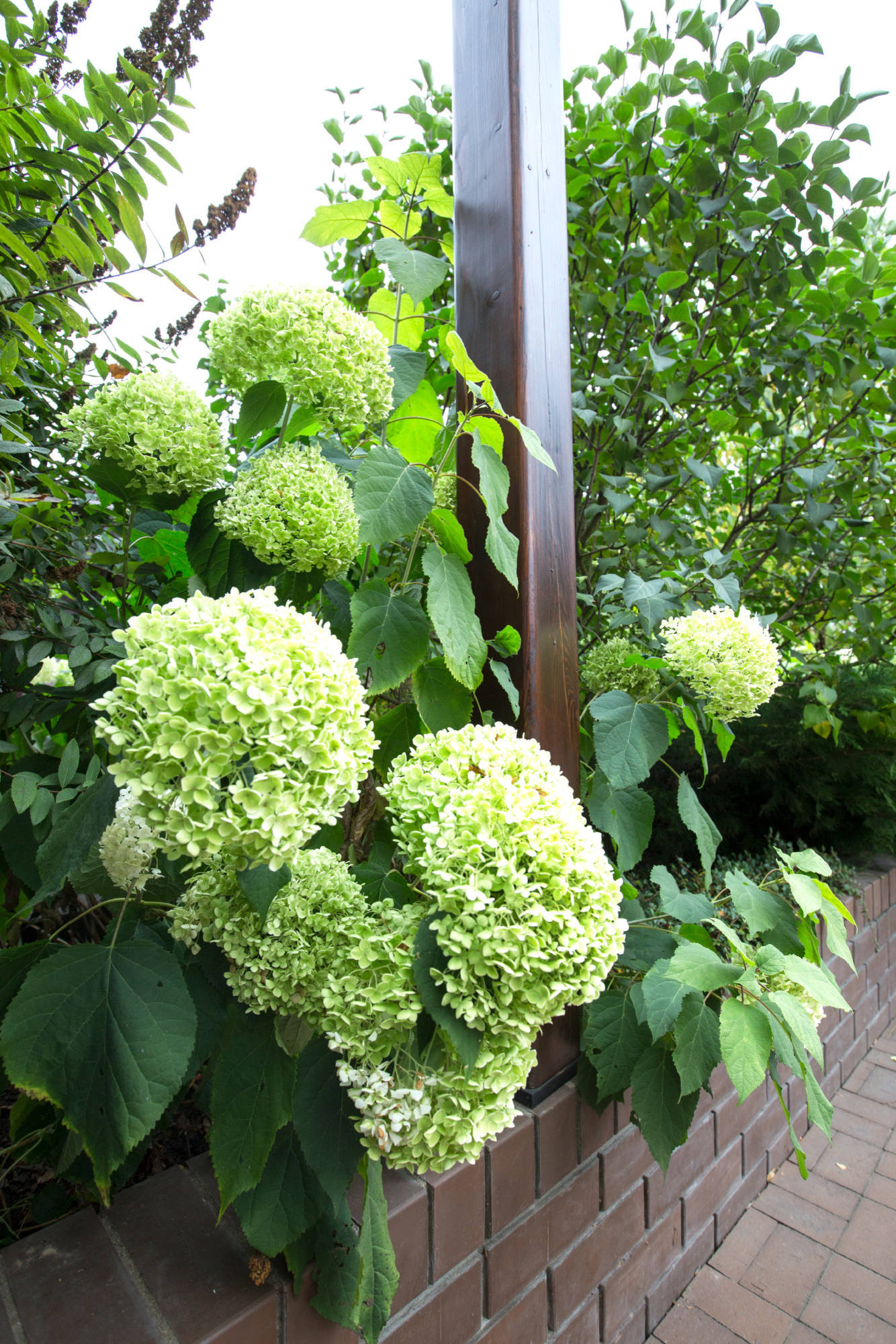 Проект недели: Сад для жизни с растениями на подпорных стенах