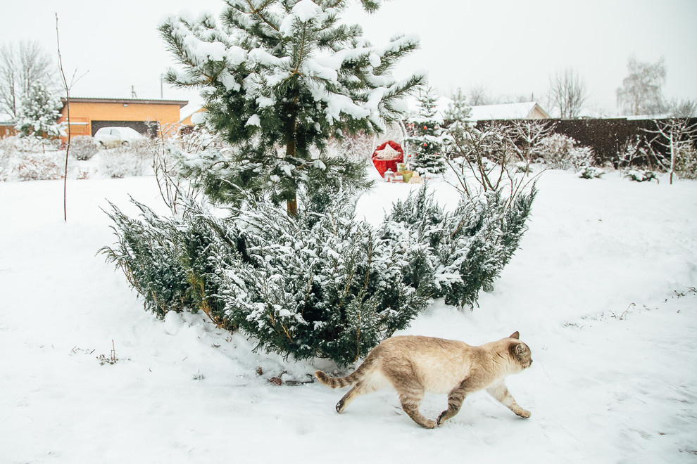 В гостях: Сад под Рязанью в ожидании праздника