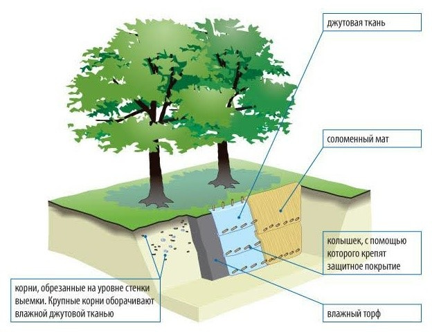 Хороший вопрос: Как спасти деревья на участке во время стройки дома