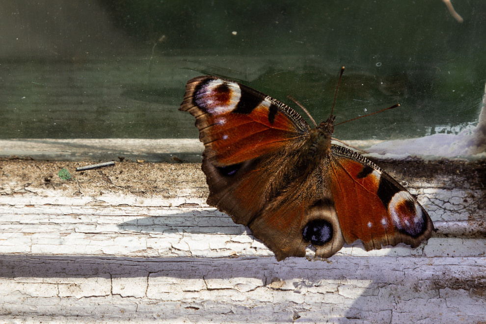 В гостях: Советская дача дизайнера Наташи Ломейко