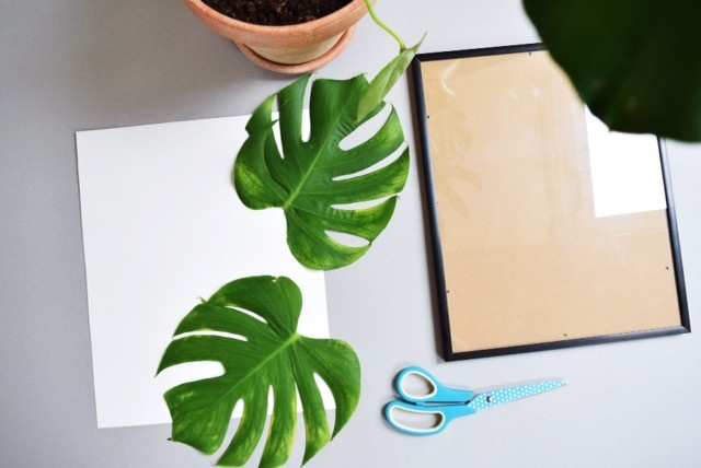 Микротренды: Мода на монстеру