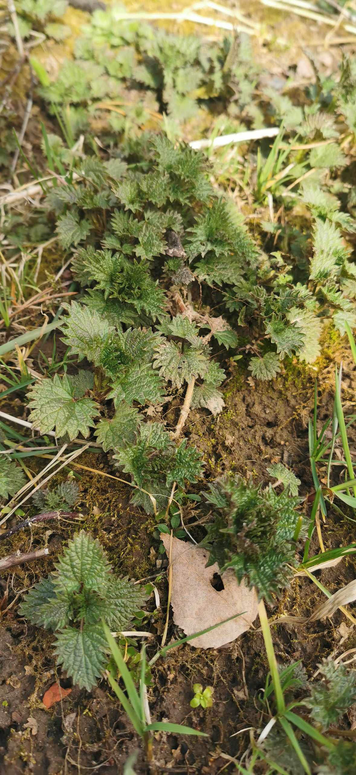 Как правильно: Делать зеленые смузи
