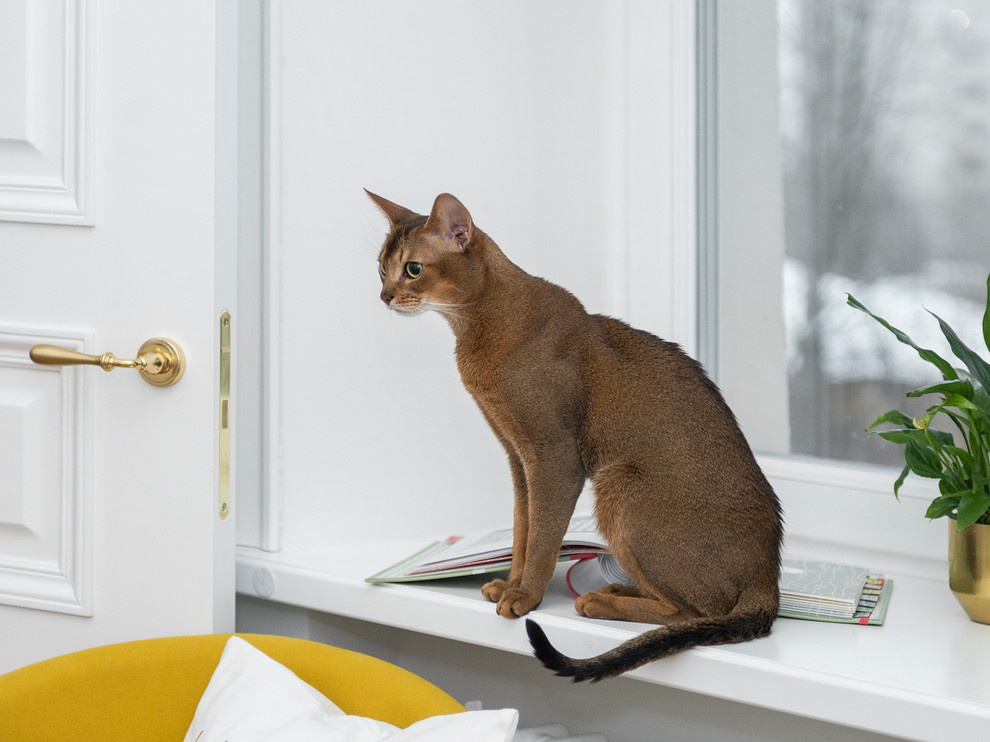 В гостях: Французская квартира на Чистых прудах