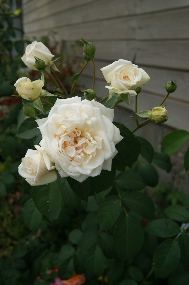 Личный опыт: Скорая помощь для роз