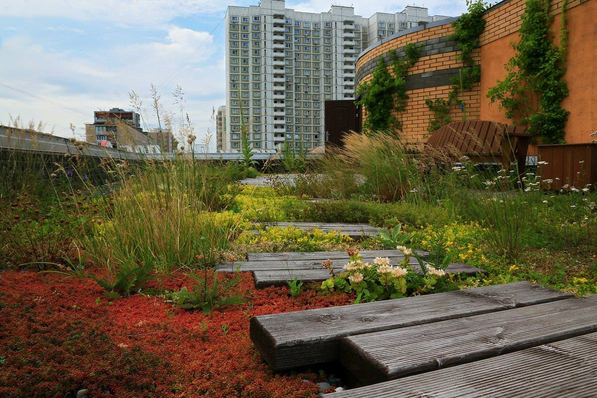 Сад на крыше: Как правильно выбрать растения