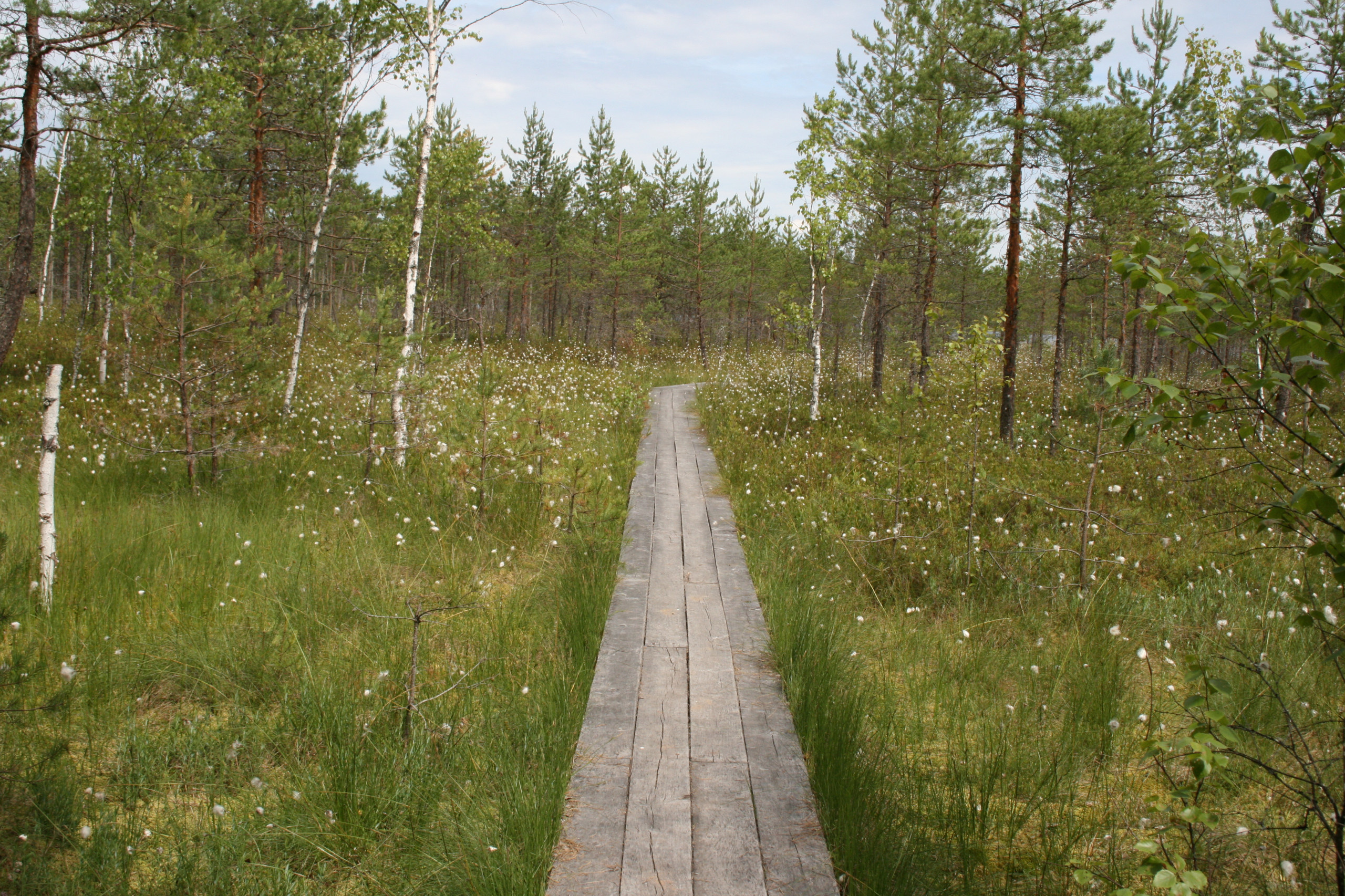 Вопрос: что делать с дачным участком на болоте