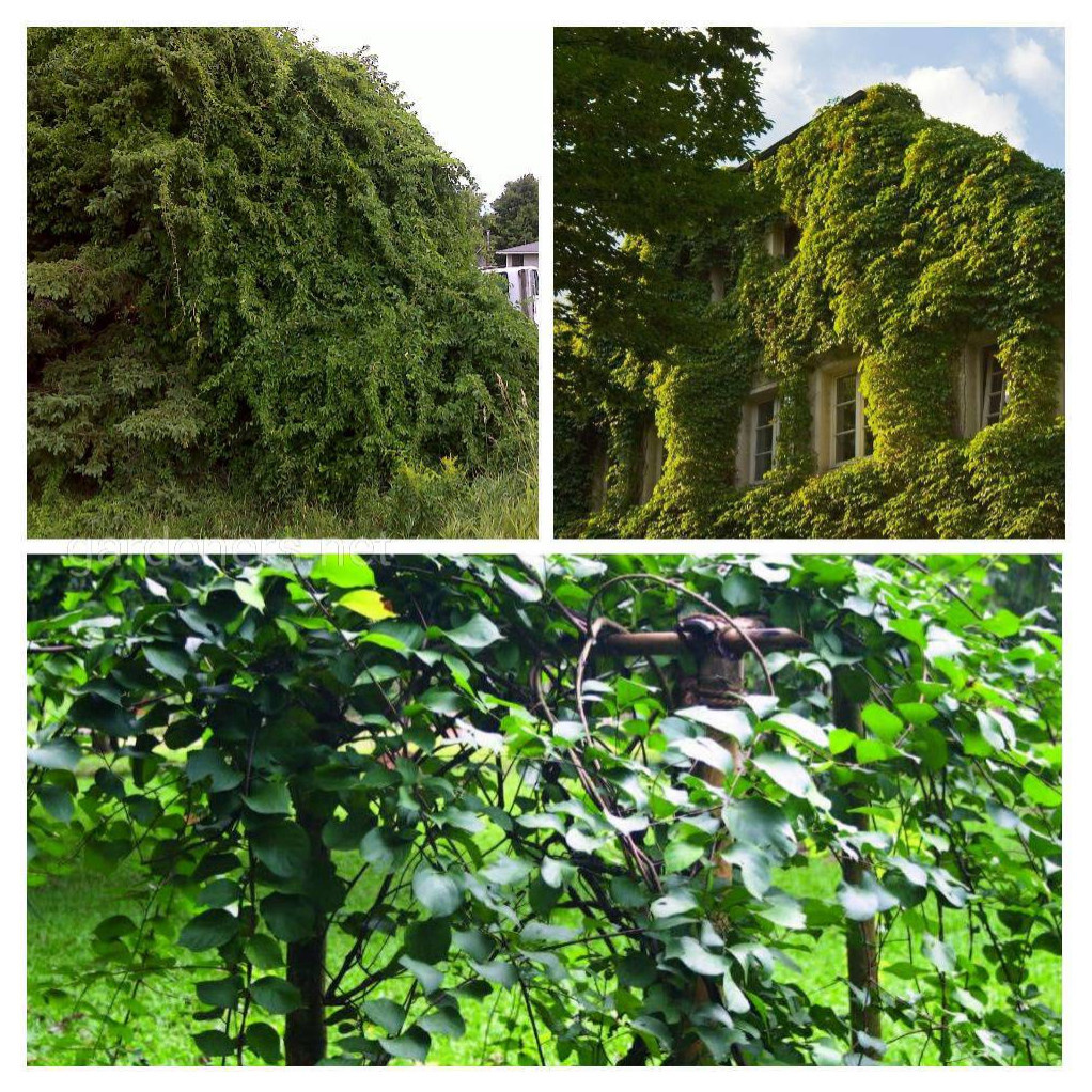 Вопрос: Есть ли альтернатива девичьему винограду на фасаде