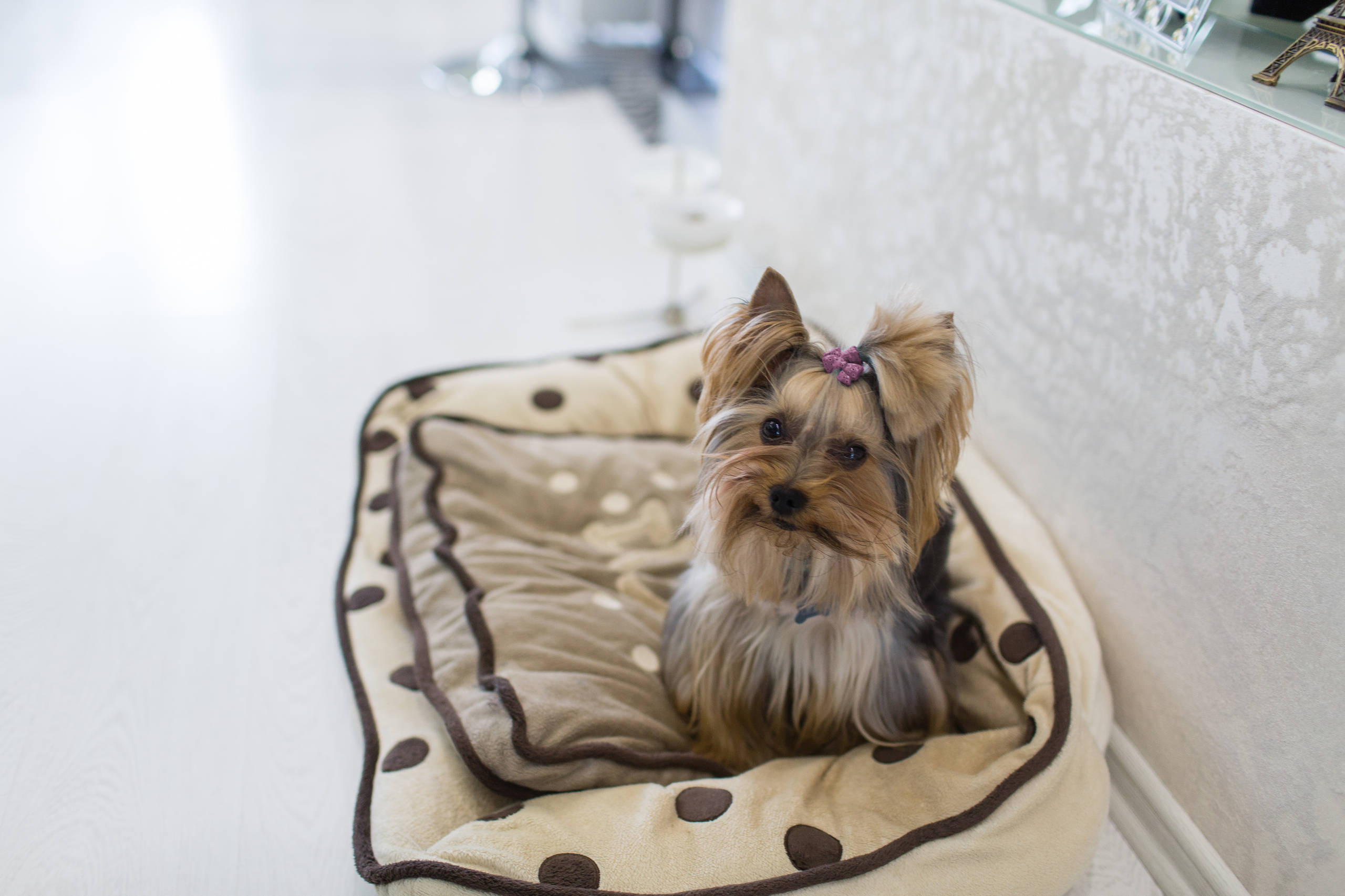 Задача дизайнеру: 8 неожиданных запросов от хозяев животных